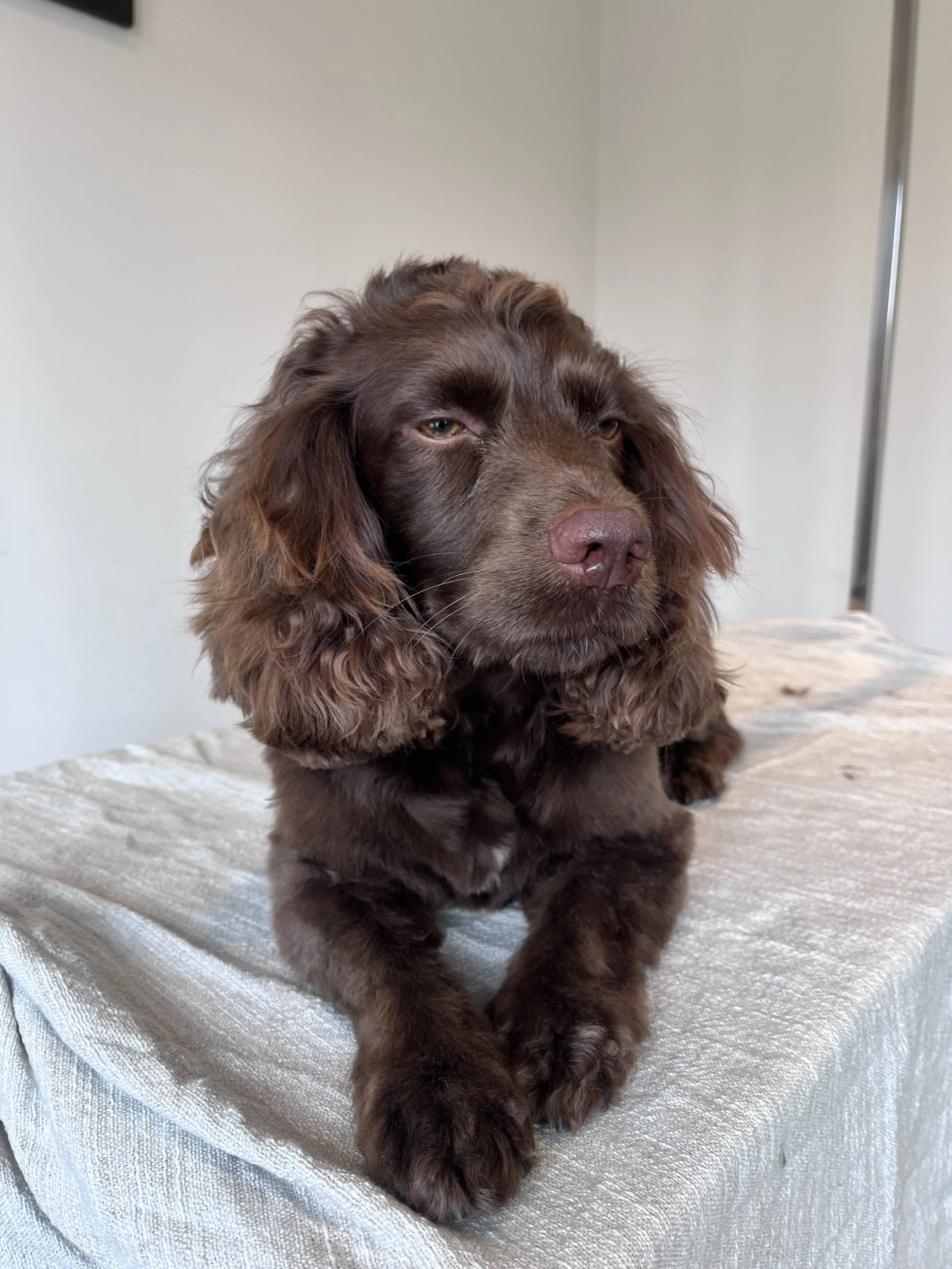 A brown puppy with floppy ears resting on a textured, light-colored fabric surface.