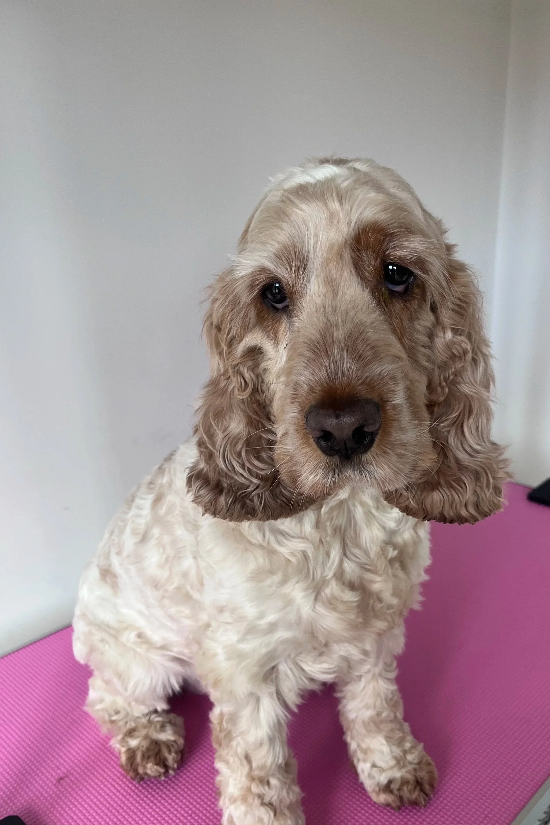 A light brown and cream-colored cocker spaniel puppy sitting on a pink textured surface with a plain wall in the background.