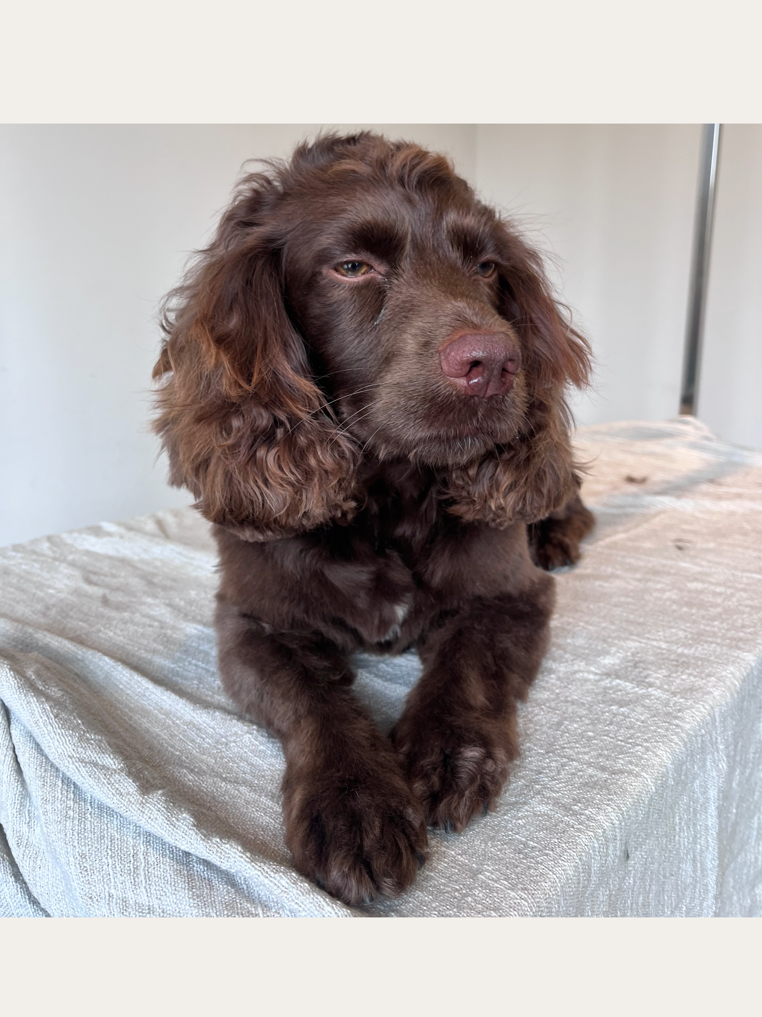 Close-up of a brown puppy with long floppy ears, lying on a textured fabric surface, relaxing and looking content.