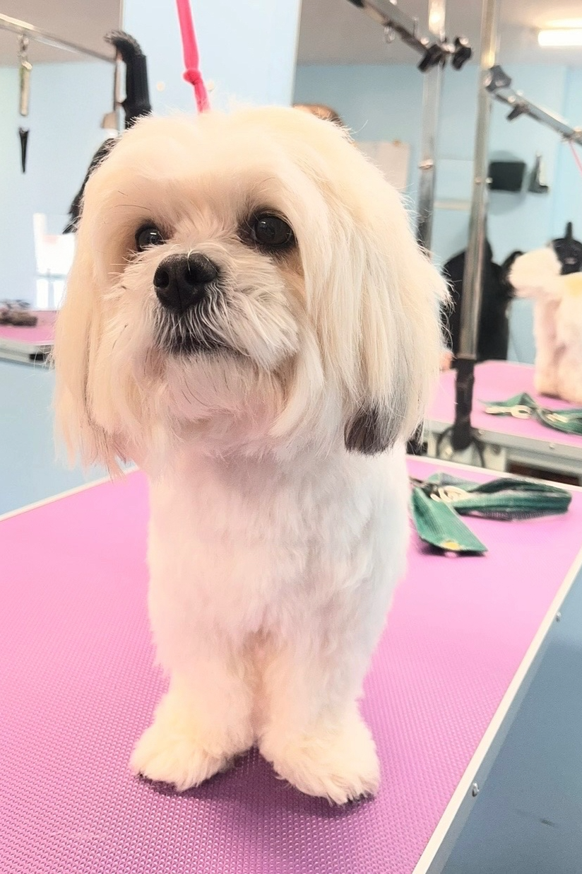 A small, fluffy dog with cream-colored fur standing on a grooming table, looking slightly upward.