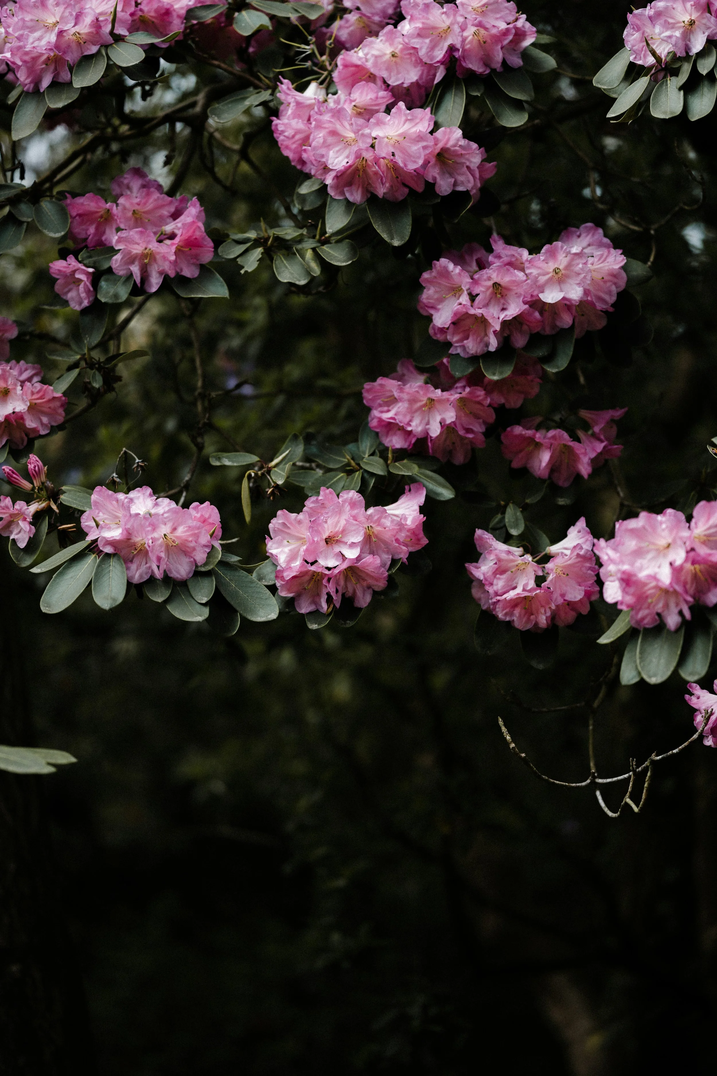 Wild rhododendron in bloom in New River Gorge West Virginia.
