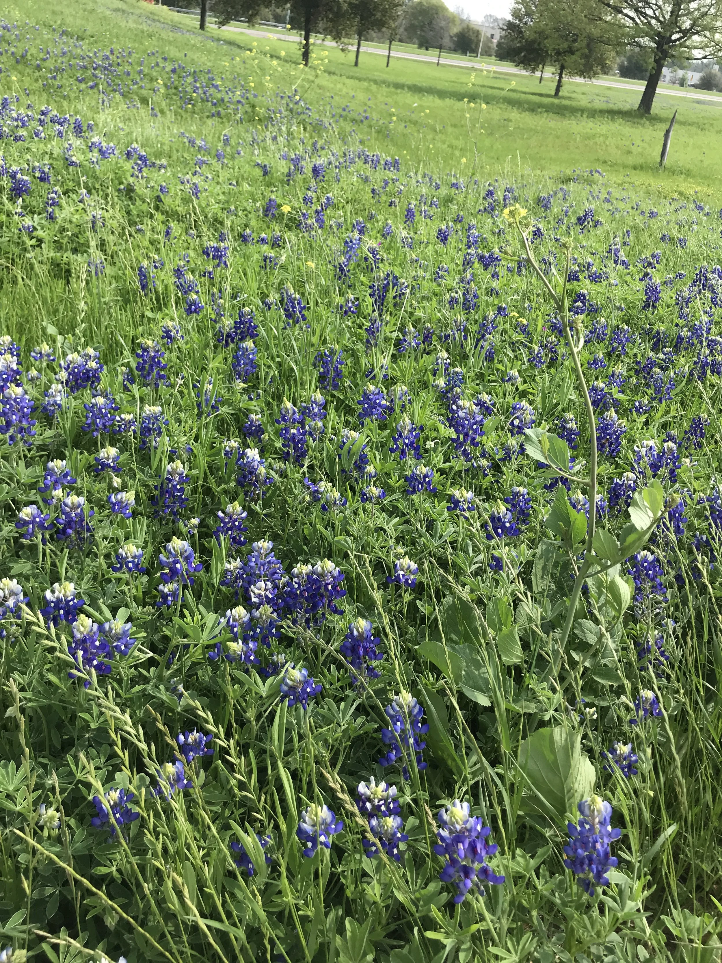 Blue Bonnet wild flowers in open field.