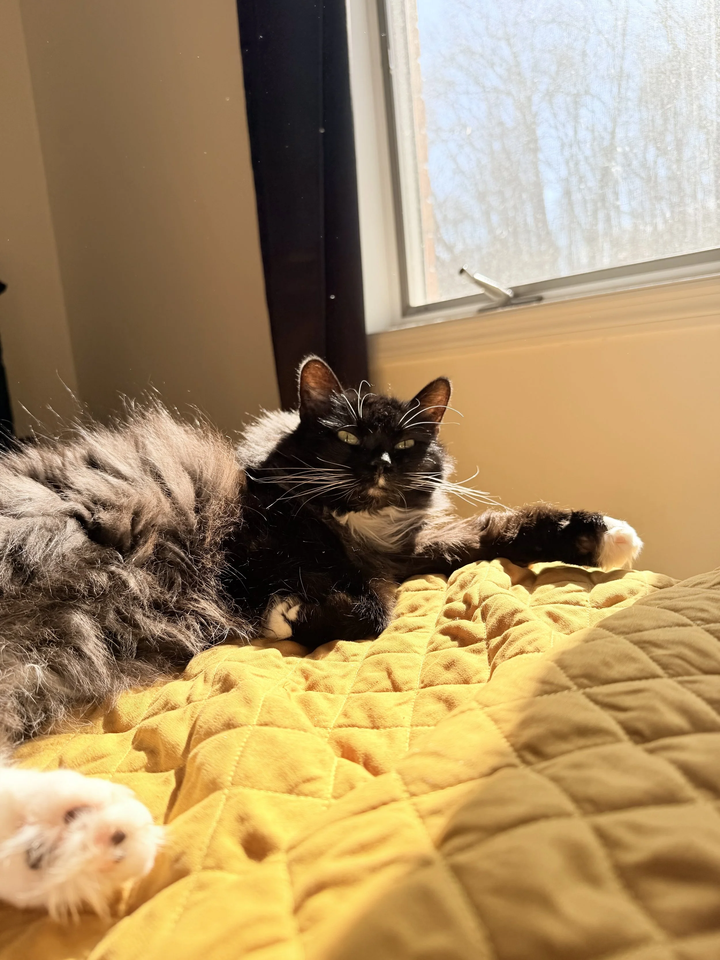 A black and white cat lying on a yellow quilted blanket next to a window, with a young white kitten partially visible at the bottom of the image.