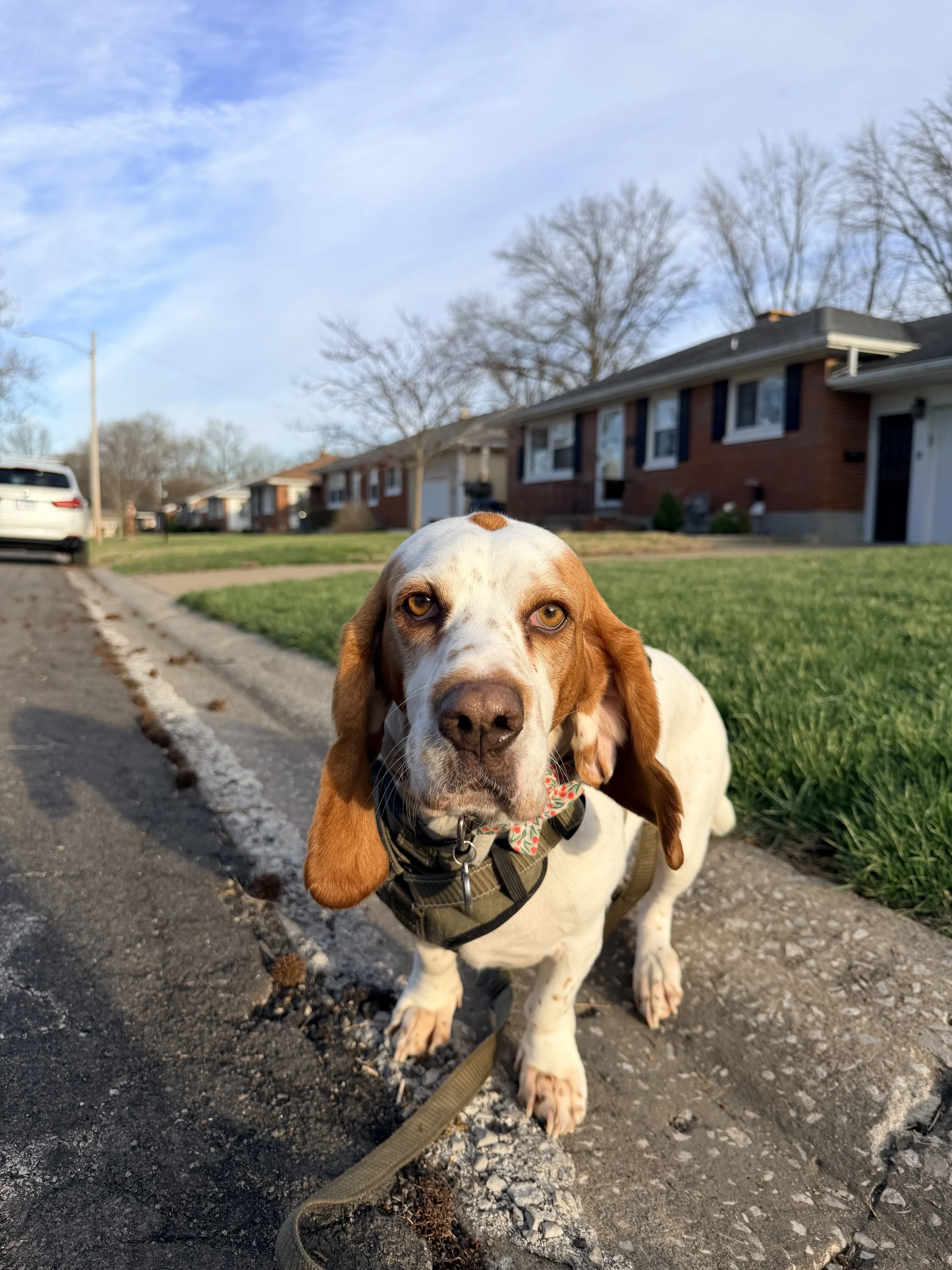 A brown and white basset hound dog with long ears and golden eyes, wearing a harness and a floral bandana around its neck, sitting on a sidewalk in a neighborhood with houses, trees, and parked cars in the background.