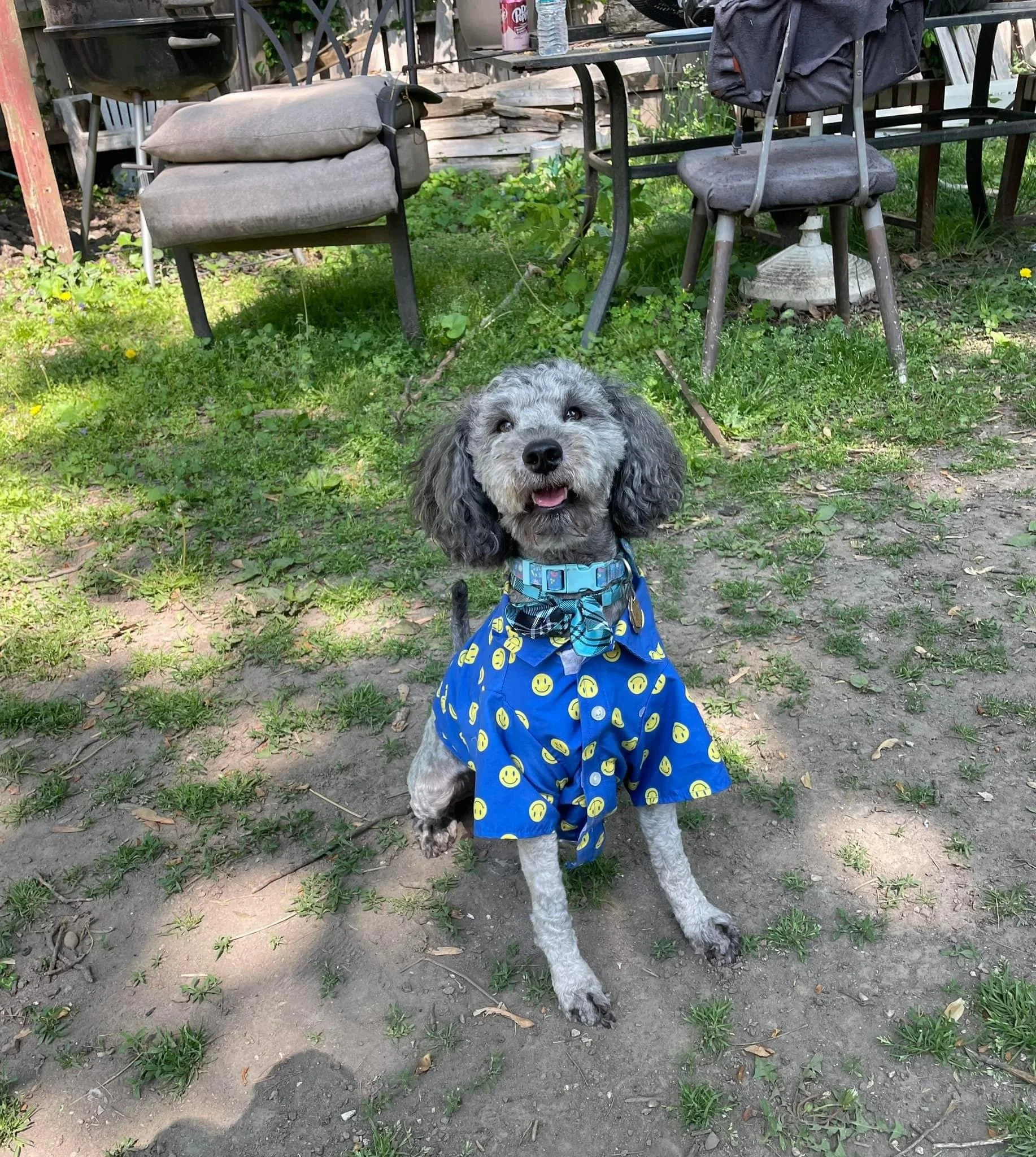 A gray and black curly-haired dog wearing a blue bandana with smiling face emojis and a blue shirt with more smiley face emojis, sitting on a patchy grassy and dirt ground in an outdoor yard.