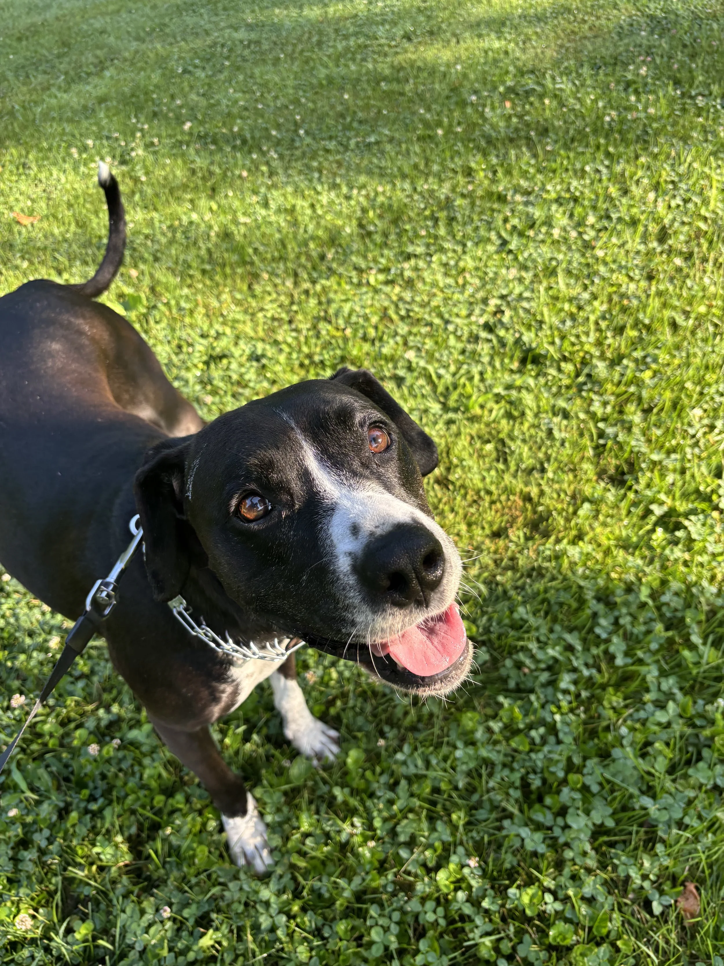 A happy black and white dog with a leash, standing on a lush green lawn, looking up with its tongue out.