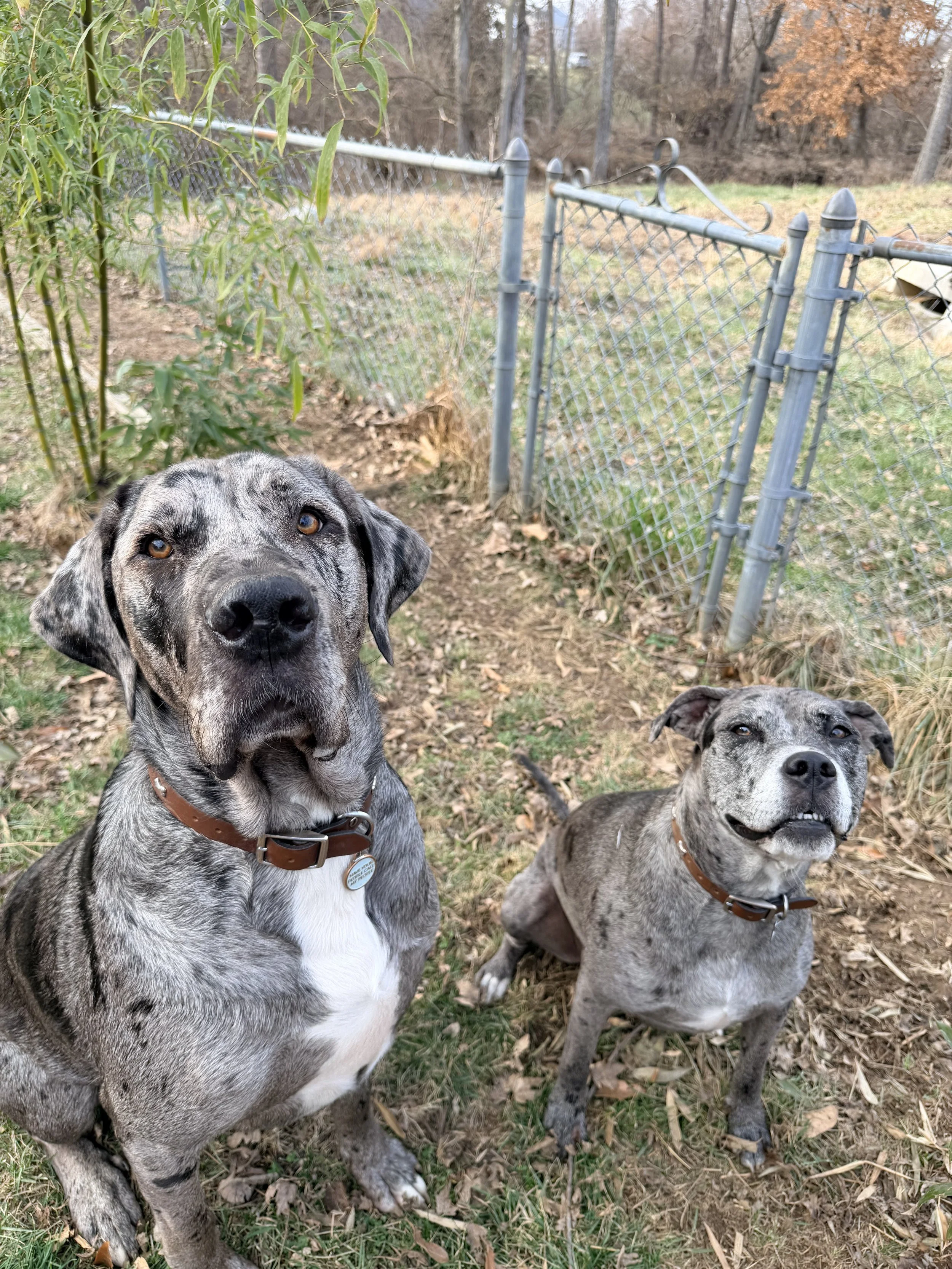 Two adorable grey and black spotted dogs with brown collars sitting on a grassy yard, with a chain-link fence and trees in the background.