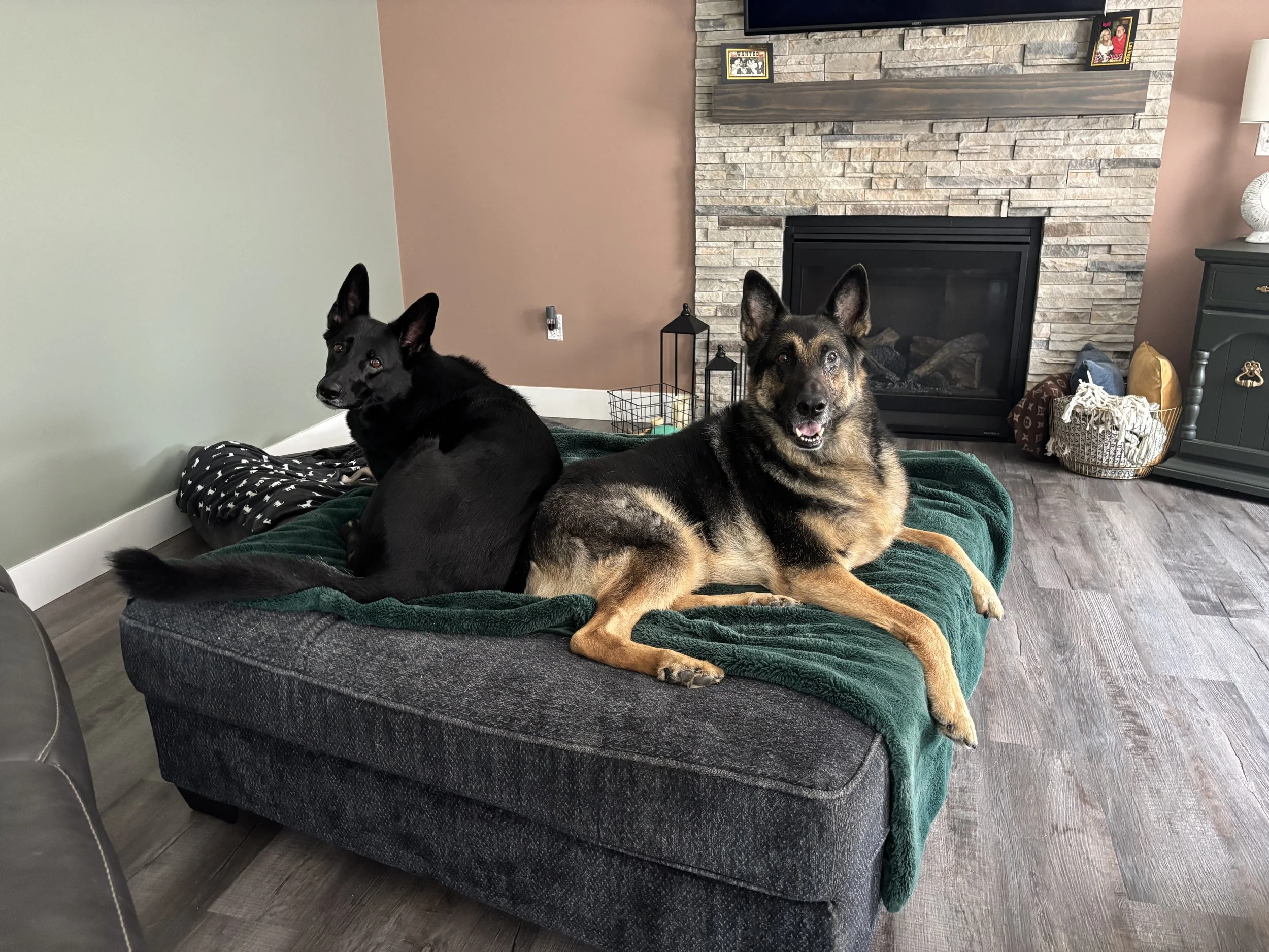 A black dog and a tan and black dog lying on a green blanket on a dark grey ottoman in a living room with a fireplace and a TV above it.