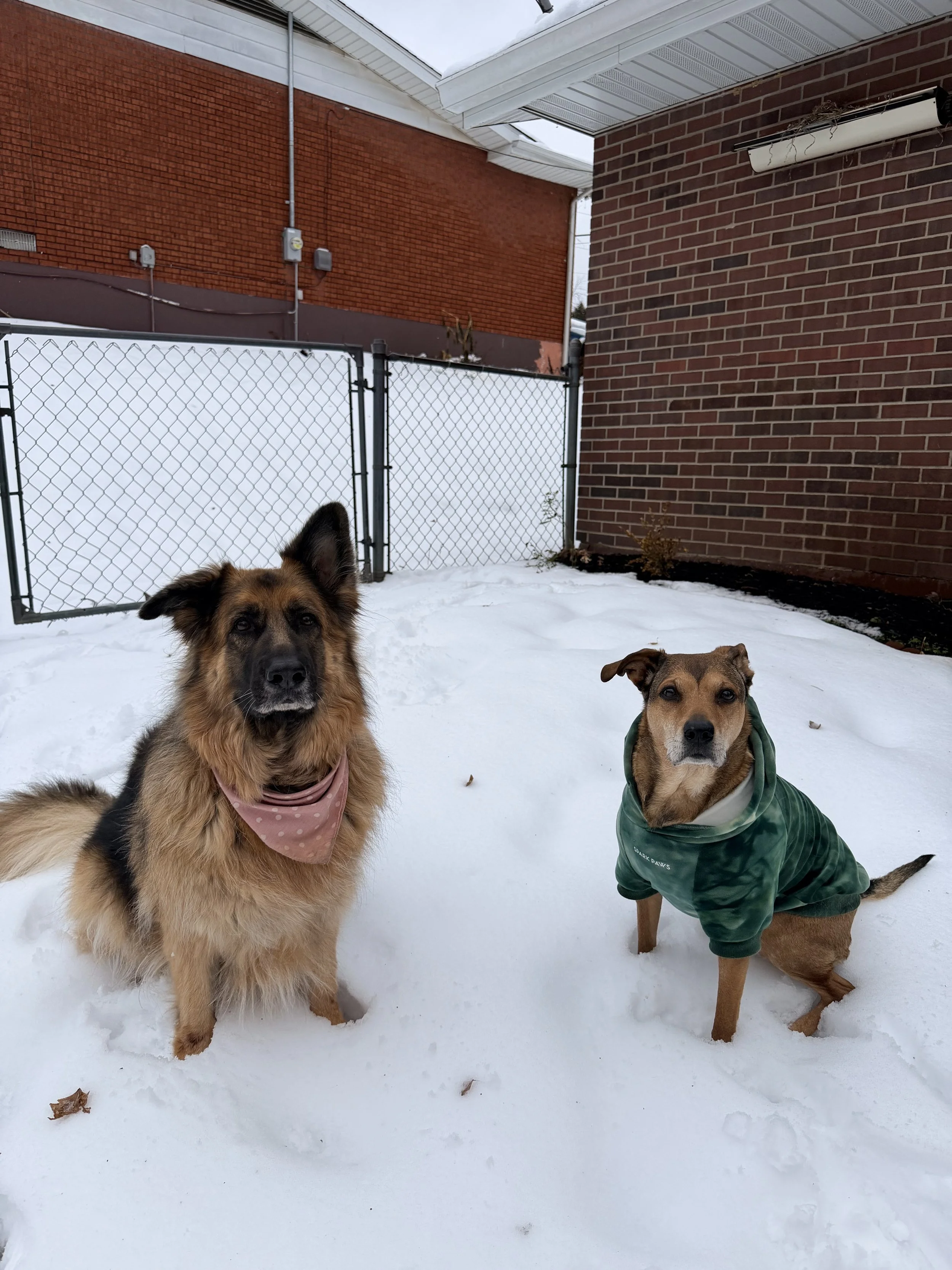 Two dogs sitting on snow in a backyard with a chain-link fence, brick wall, and building exterior in the background. One dog has a fluffy coat and pink bandana, the other has a short coat and wears a green hoodie.