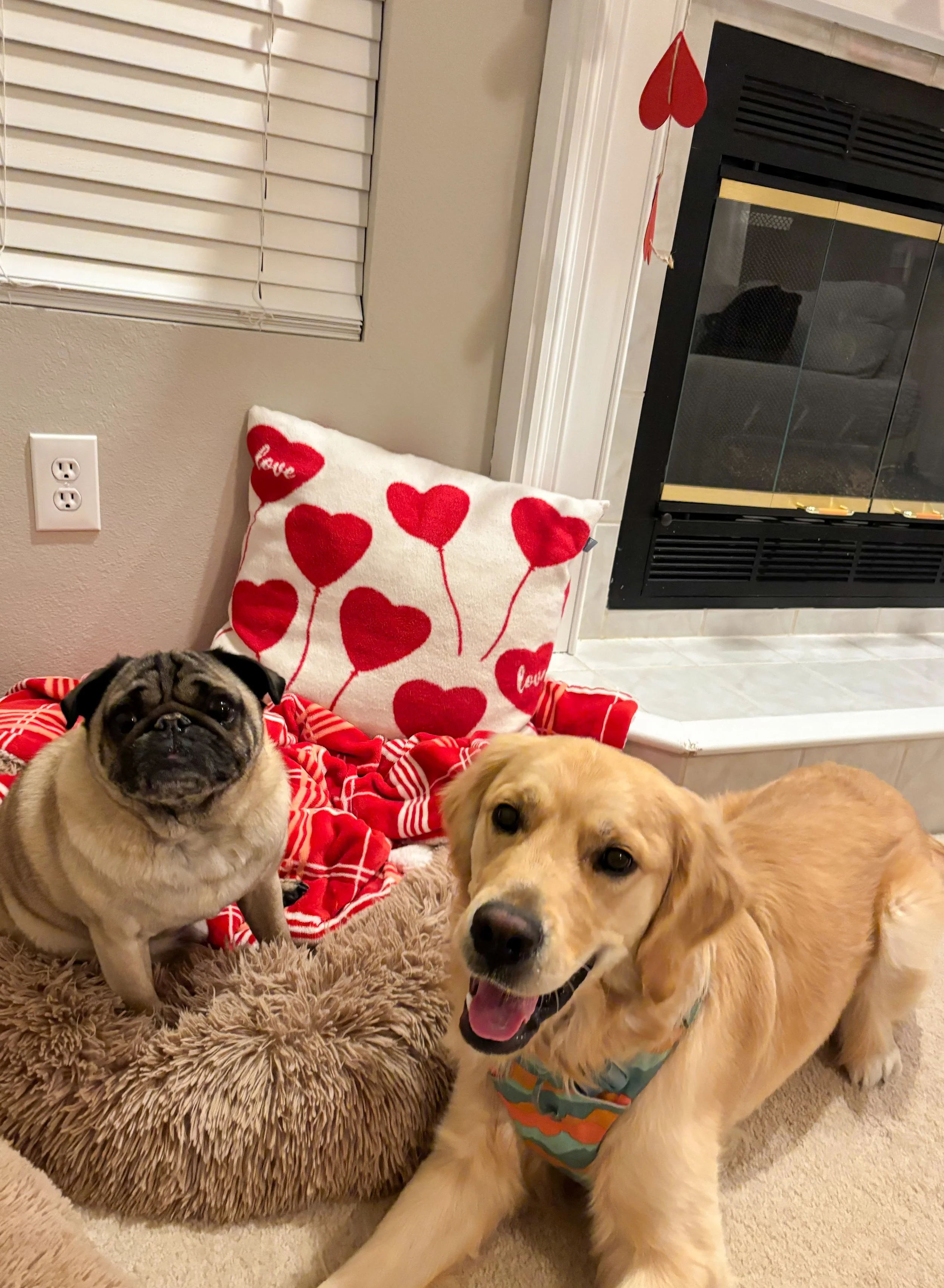 A pug and a golden retriever puppy sitting on a plush dog bed in front of a Valentine’s Day themed pillow with heart balloons and red blanket, near a fireplace.