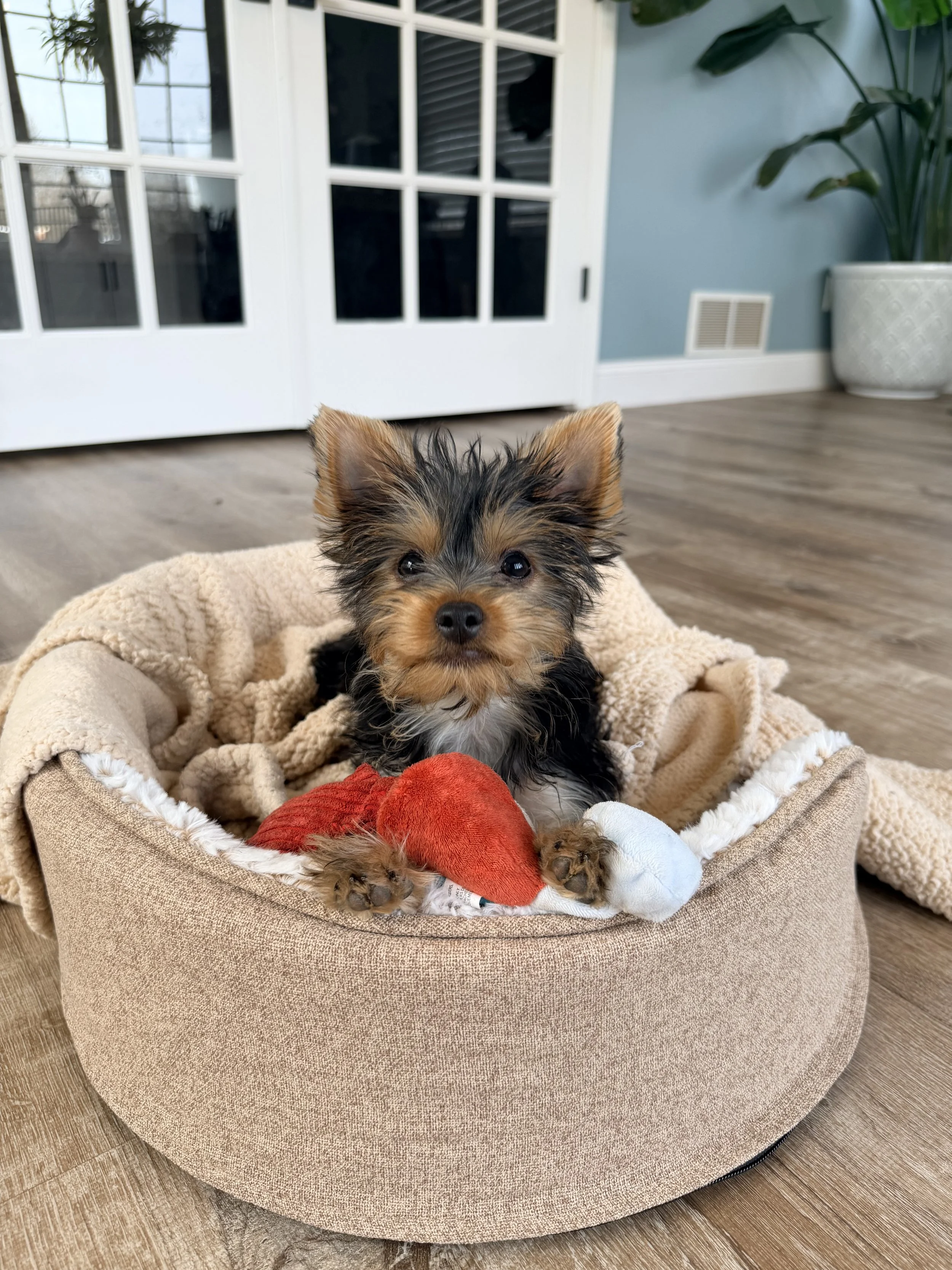 A small, fluffy puppy with black and brown fur sitting in a cozy beige dog bed with a red and white plush toy. The background shows a room with wooden floors, a white door with glass panels, a blue wall, and a large potted plant.