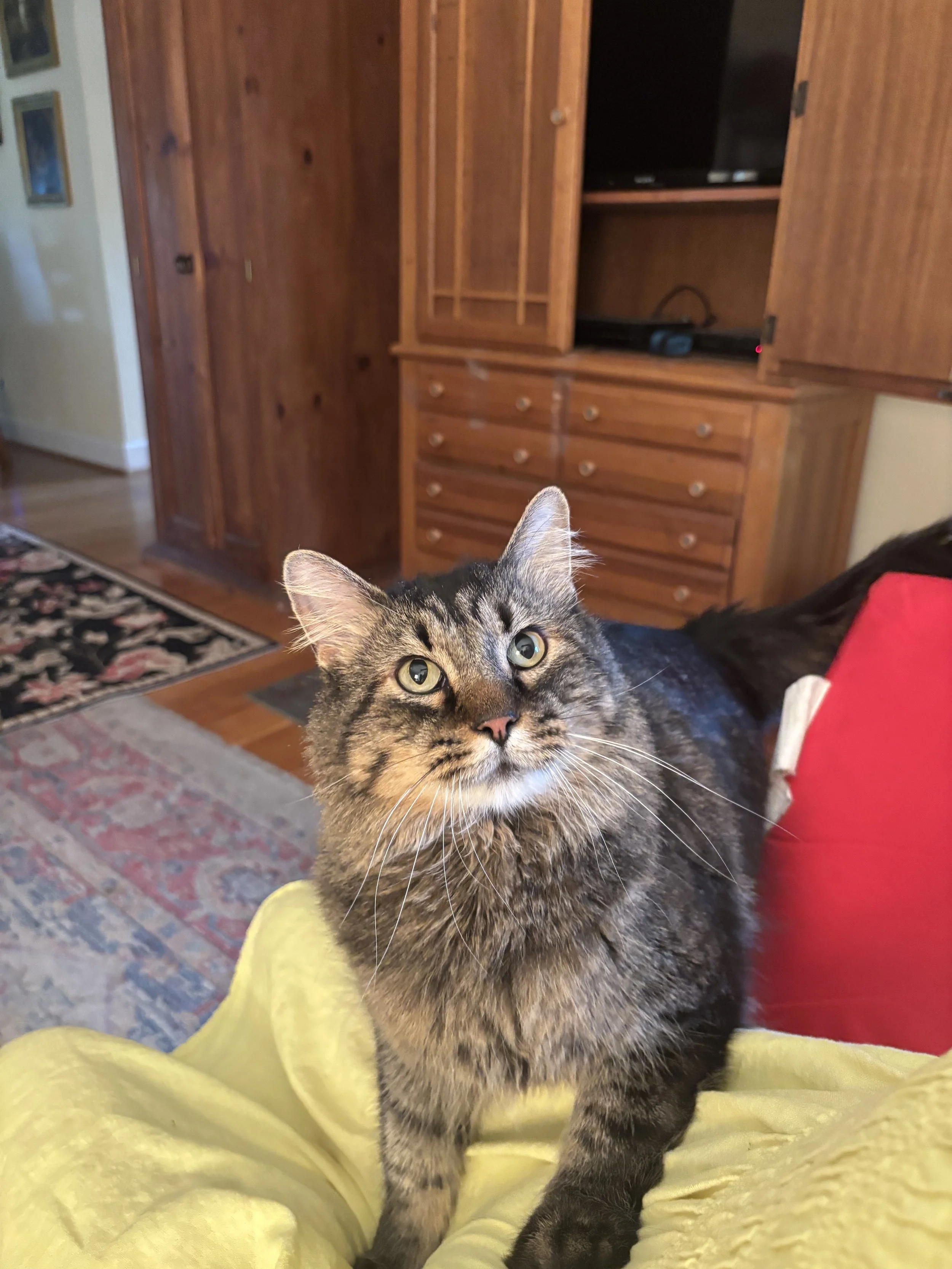 Close-up of a tabby cat sitting on a yellow blanket in a cozy, wood-paneled living room, looking up at the camera.
