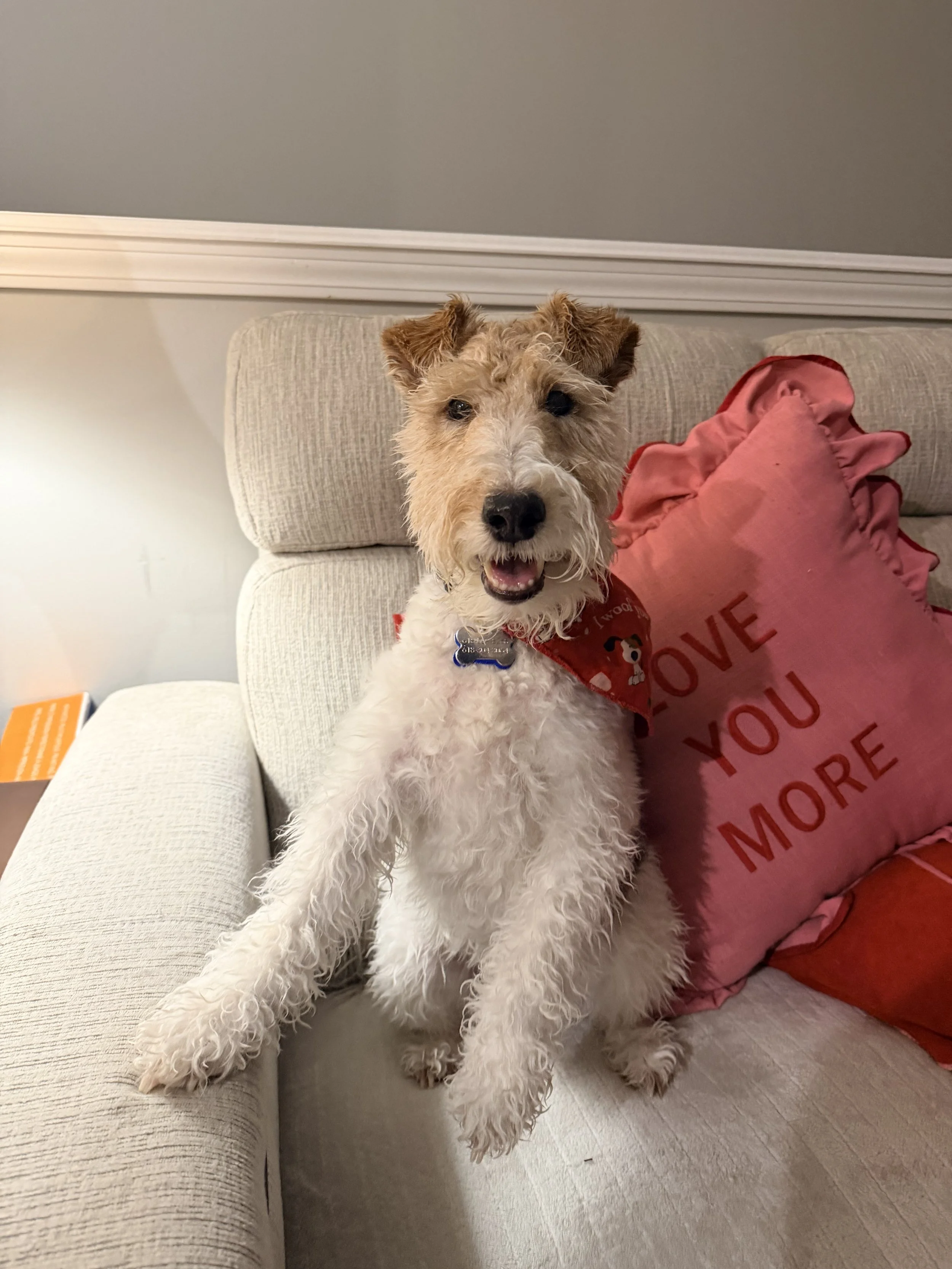 A happy, curly-haired dog sitting on a beige sofa with a pink pillow that says 'Love You More' in red letters, in a room with a light-colored wall.