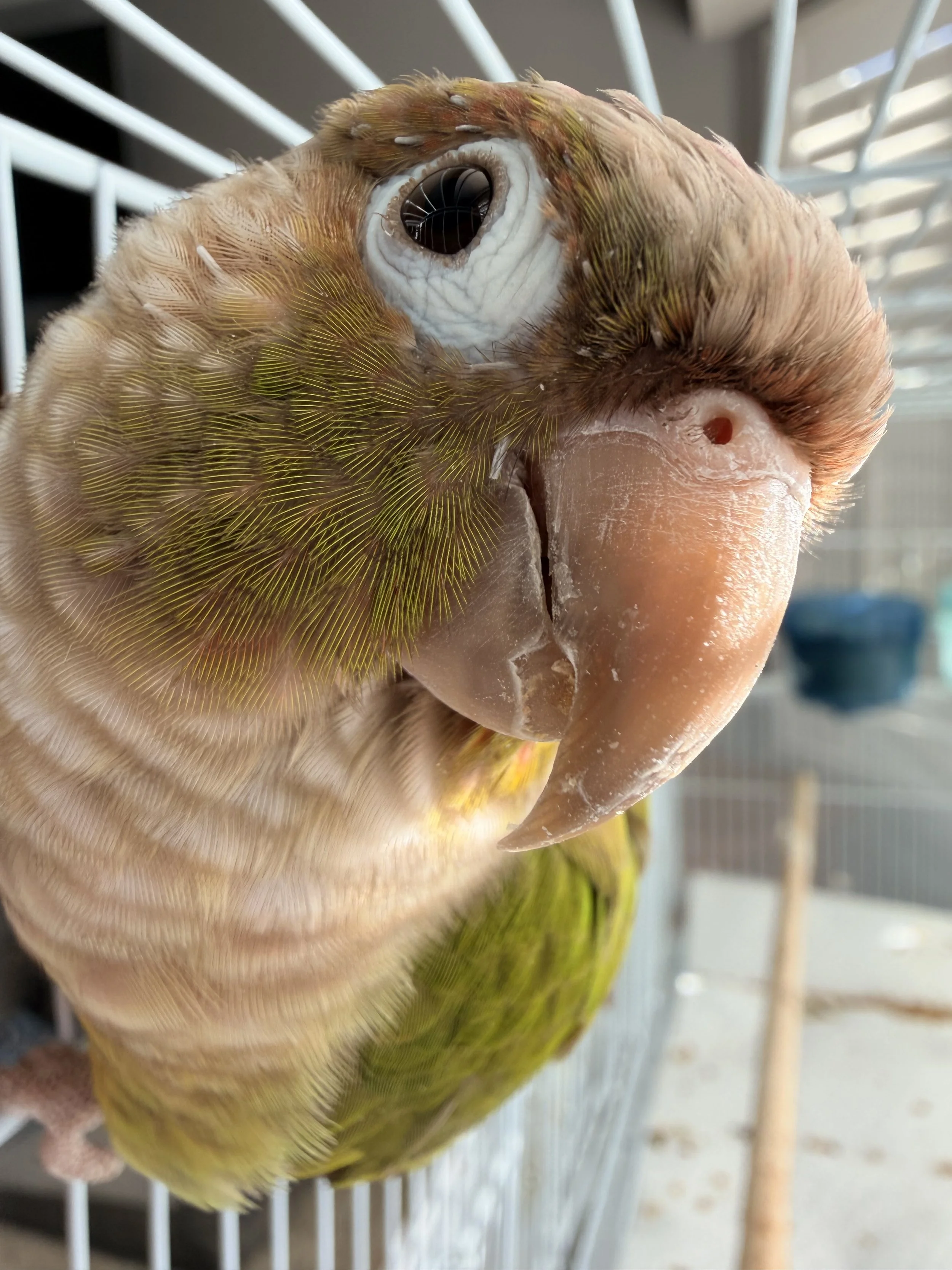 Close-up of a parrot's face showing detailed feathers, eye, and beak, inside a cage.
