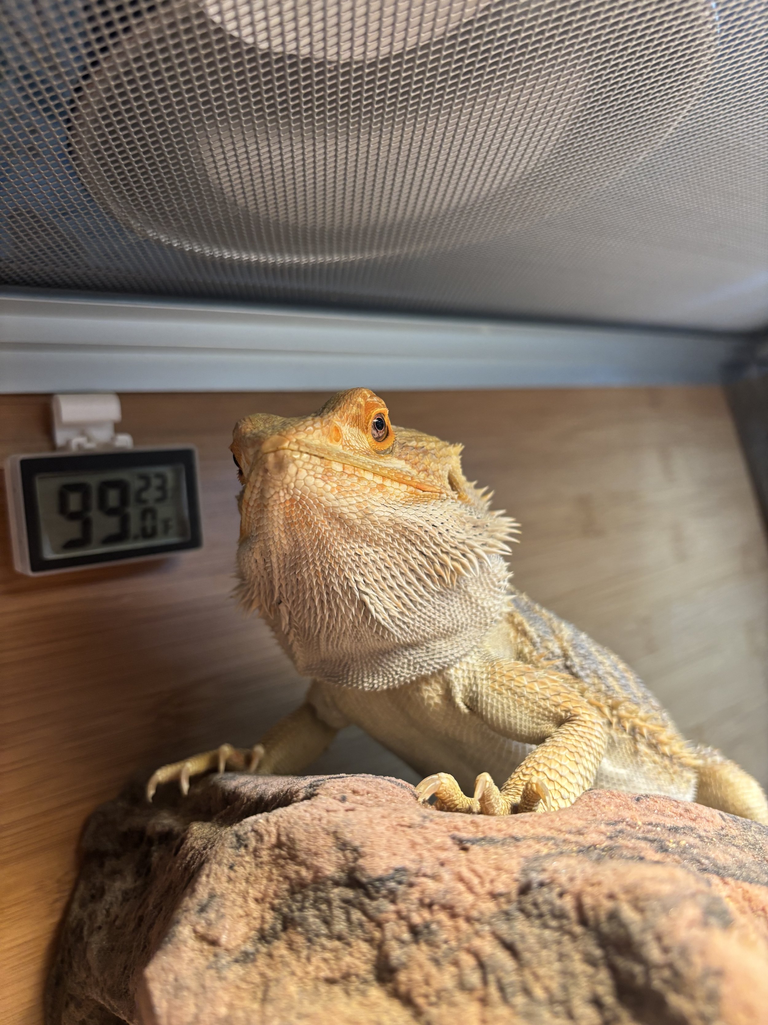 A bearded dragon lizard inside its enclosure, on a rock, with a digital thermometer showing 99°F temperature.