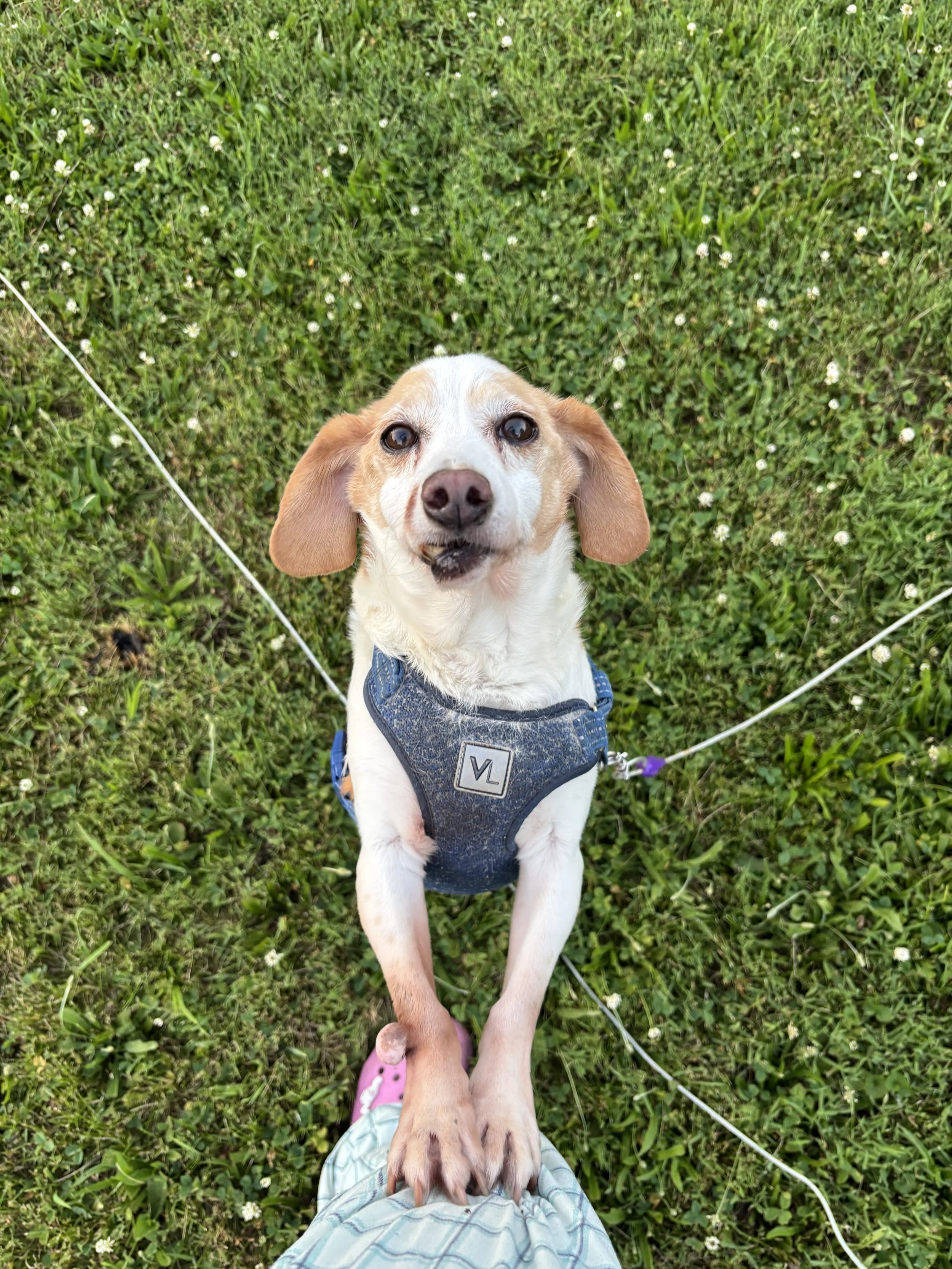 A small dog with floppy ears and a tan and white coat wearing a blue harness, looking up at the camera while standing on its hind legs on a grassy field.