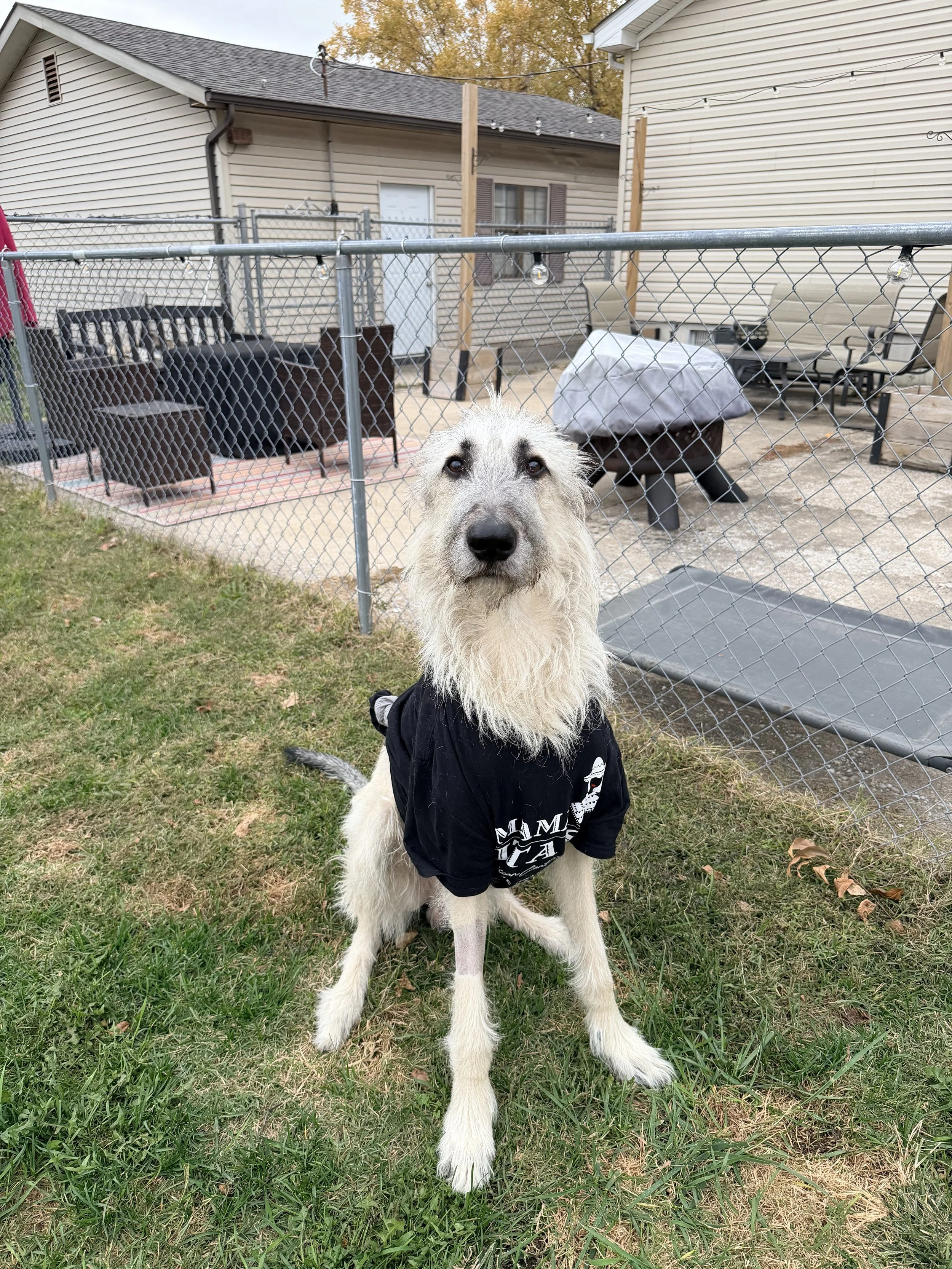 A dog sitting on the grass in front of a backyard fence, wearing a black shirt, with a house and outdoor furniture in the background.