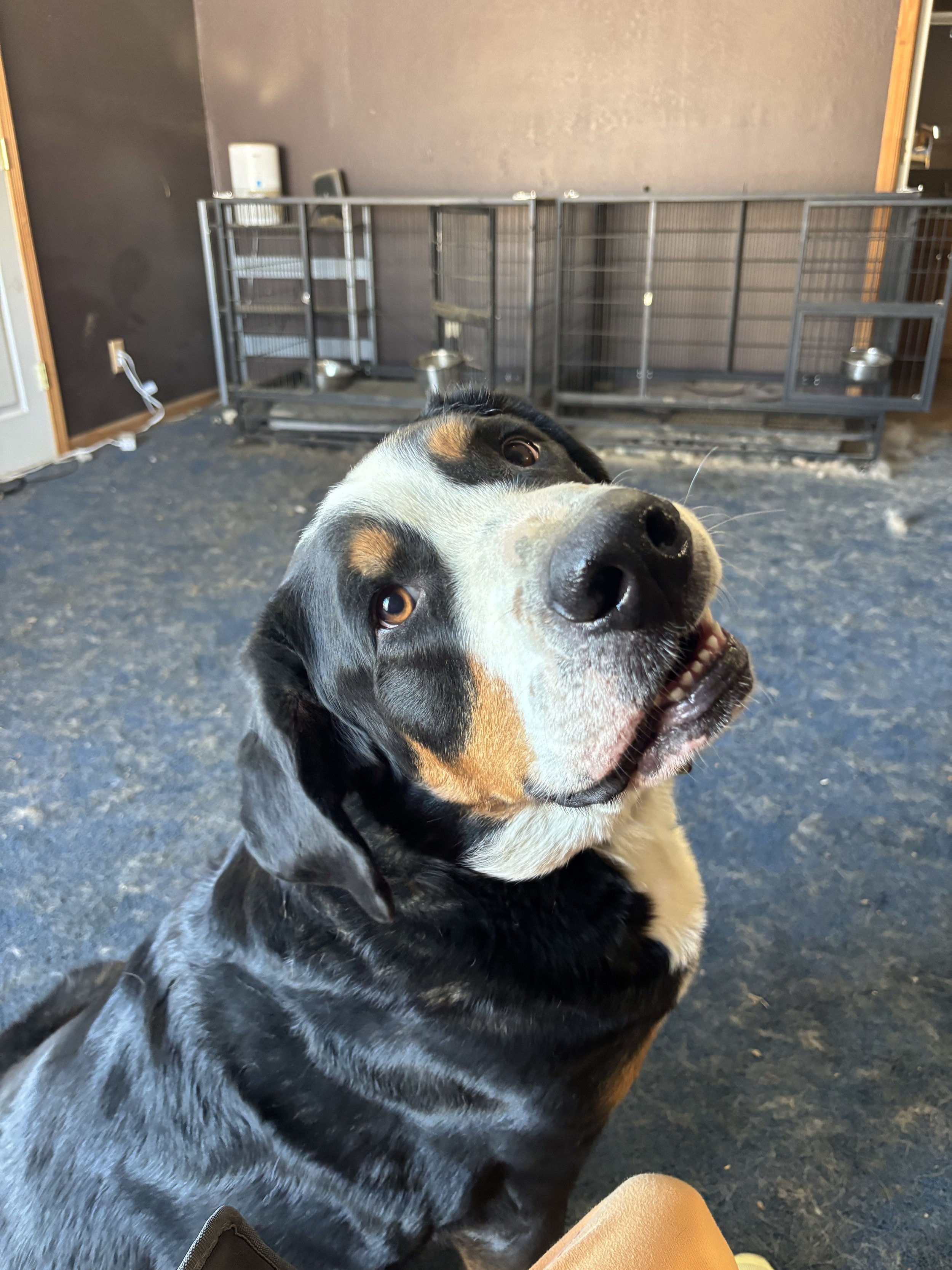 A happy mixed breed dog with a black, white, and tan coat looking up at the camera with a playful expression, inside a pet grooming or kennel area.