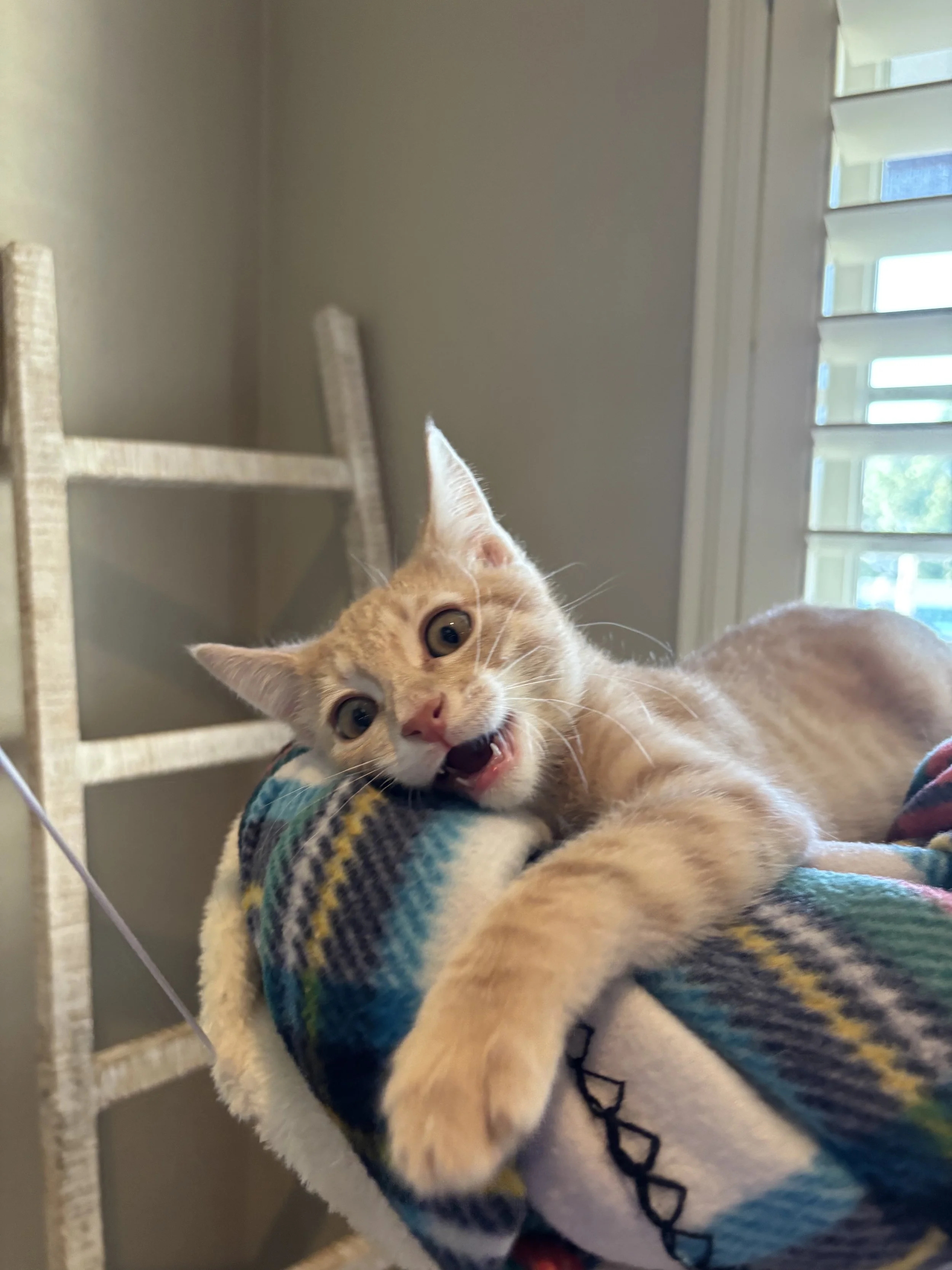 Close-up of a playful orange tabby kitten biting and holding a colorful, plaid-patterned blanket.