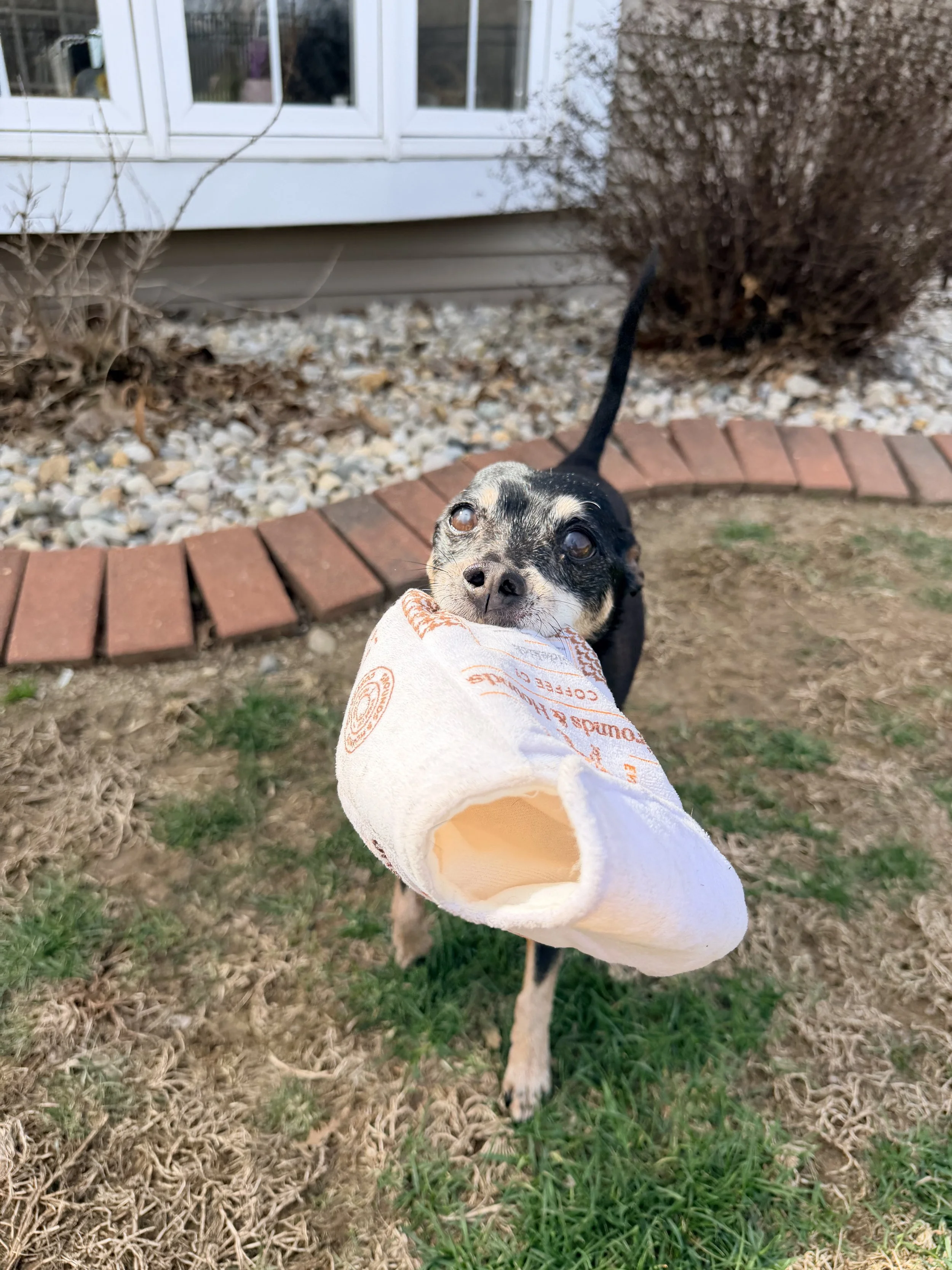 Small black and tan dog holding a rolled-up towel in its mouth, standing on grass outside near a house with white siding and a brick border.