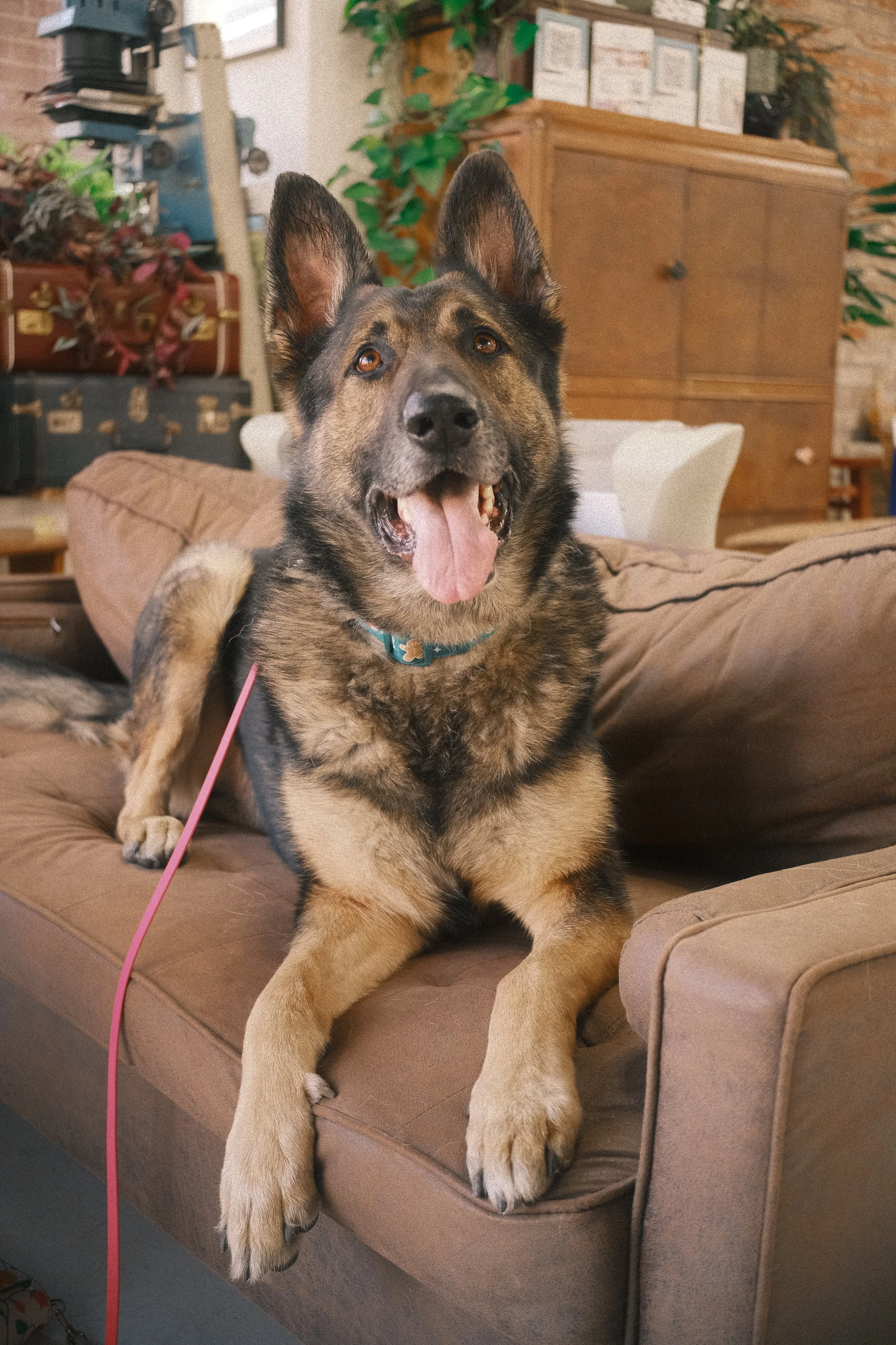 A happy German Shepherd mix dog with its tongue out, sitting on a brown couch inside a cozy living room.