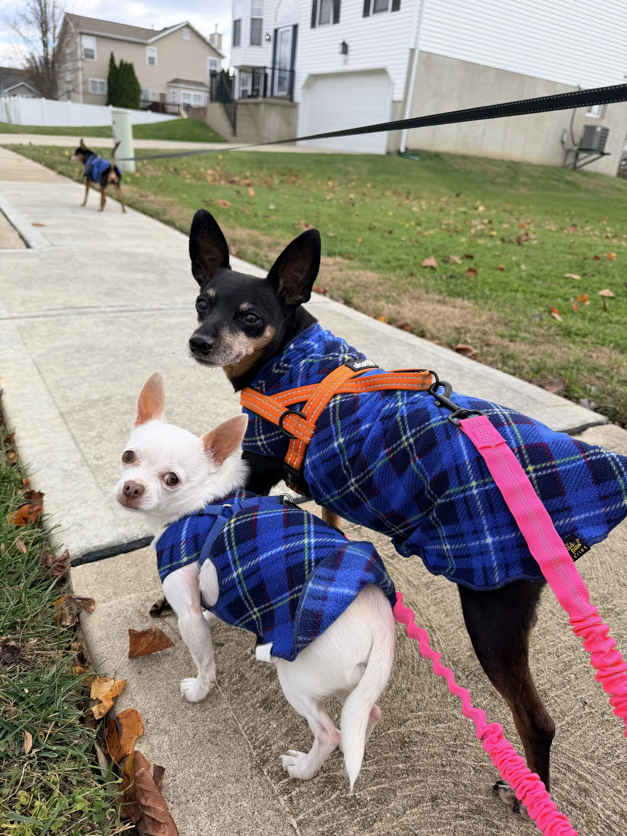 Two small dogs in blue plaid coats on a sidewalk, with a house, grassy yard, and another dog in the background.