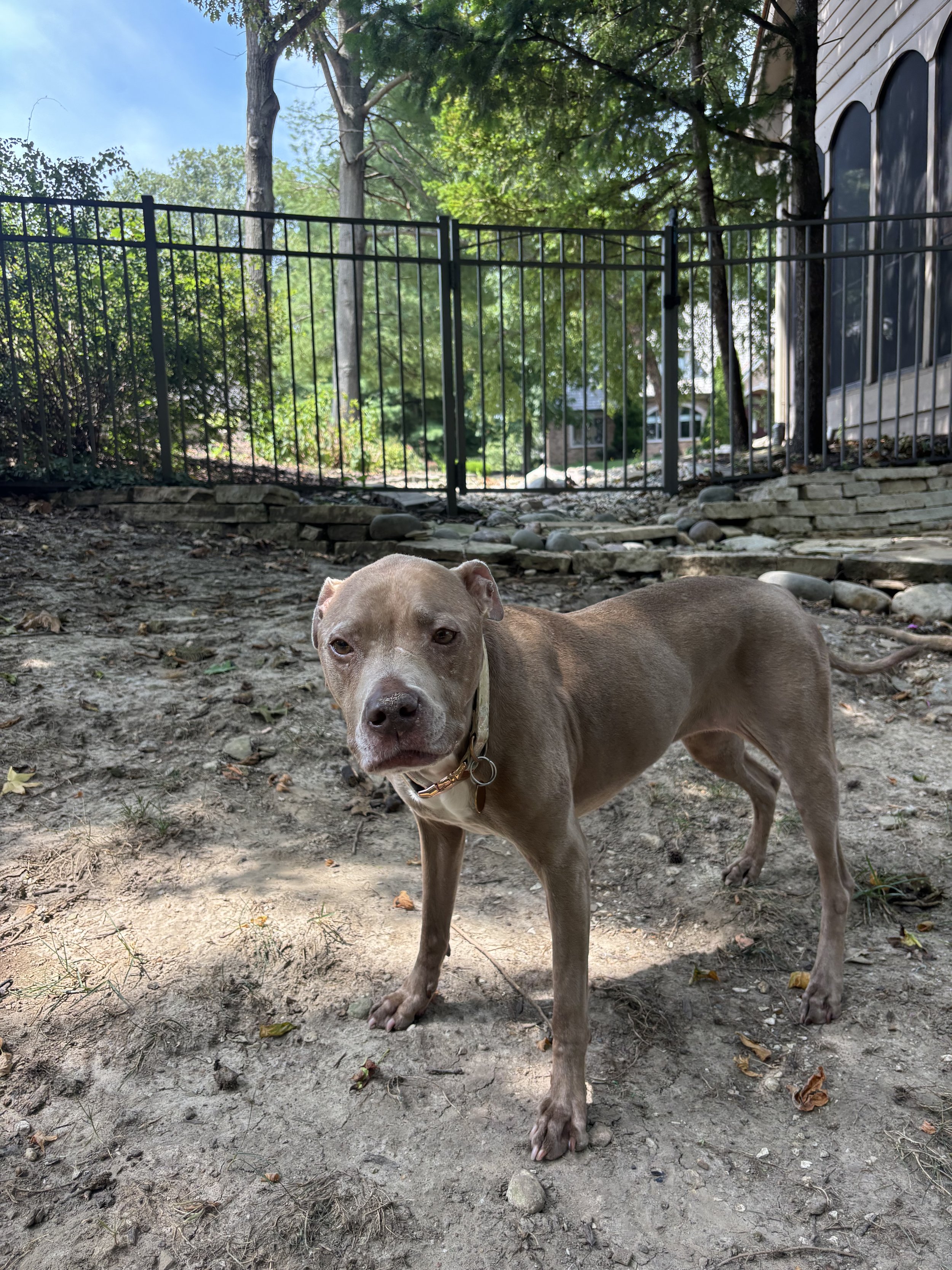 A brown pitbull dog standing outdoors on dirt ground, with a fenced yard and trees in the background.