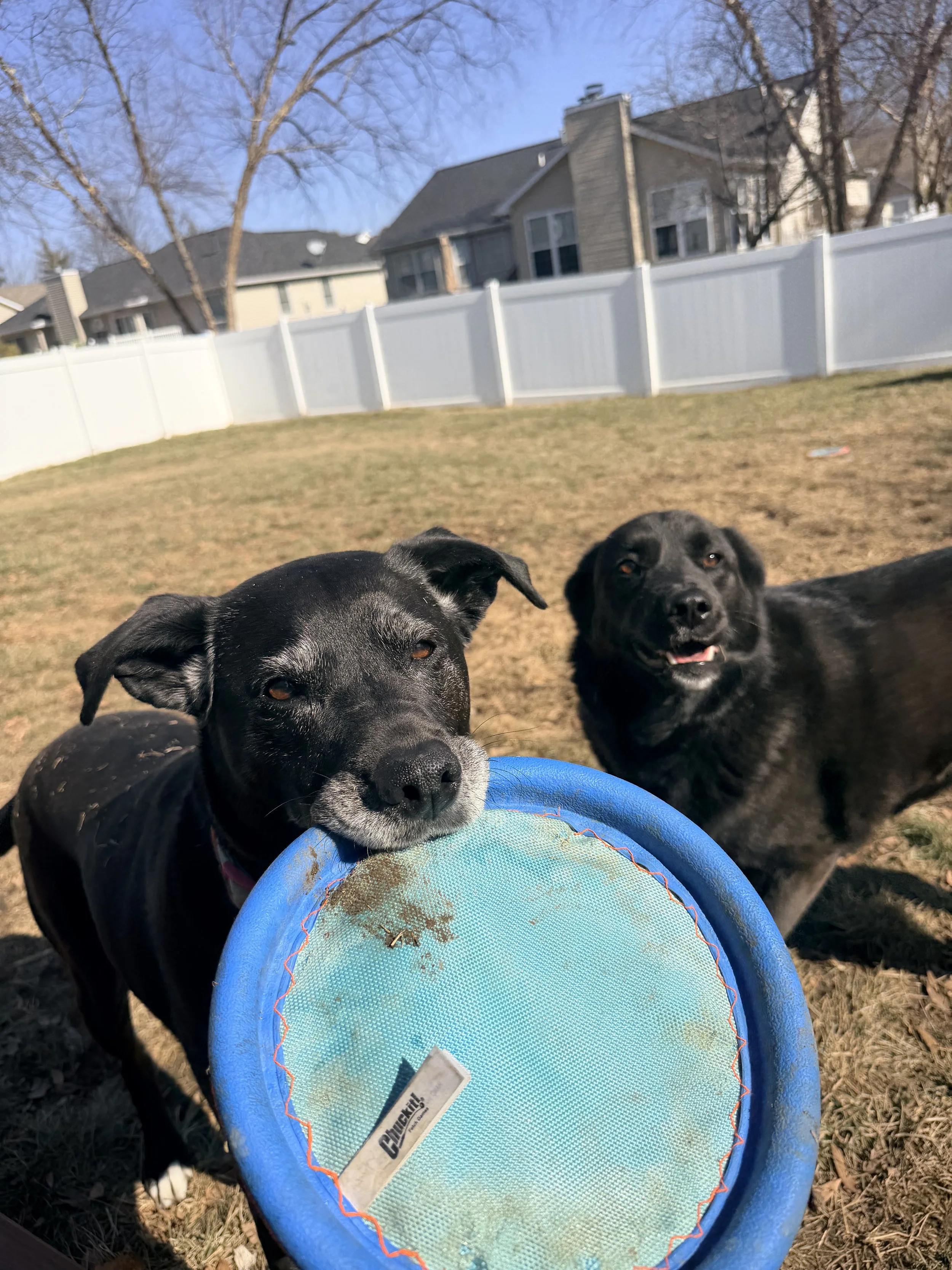 Two black dogs playing outside in a fenced yard, one with a frisbee in its mouth and the other looking at the camera, in a suburban neighborhood on a sunny day.