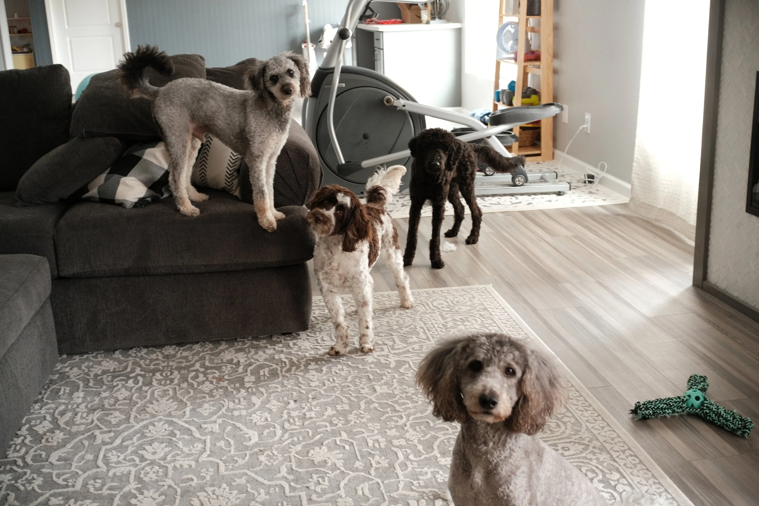 Five dogs inside a living room with a gray couch, a patterned rug, and a treadmill in the background. One dog is standing on the arm of the couch, three are on the floor near the couch, and one sitting on the rug.