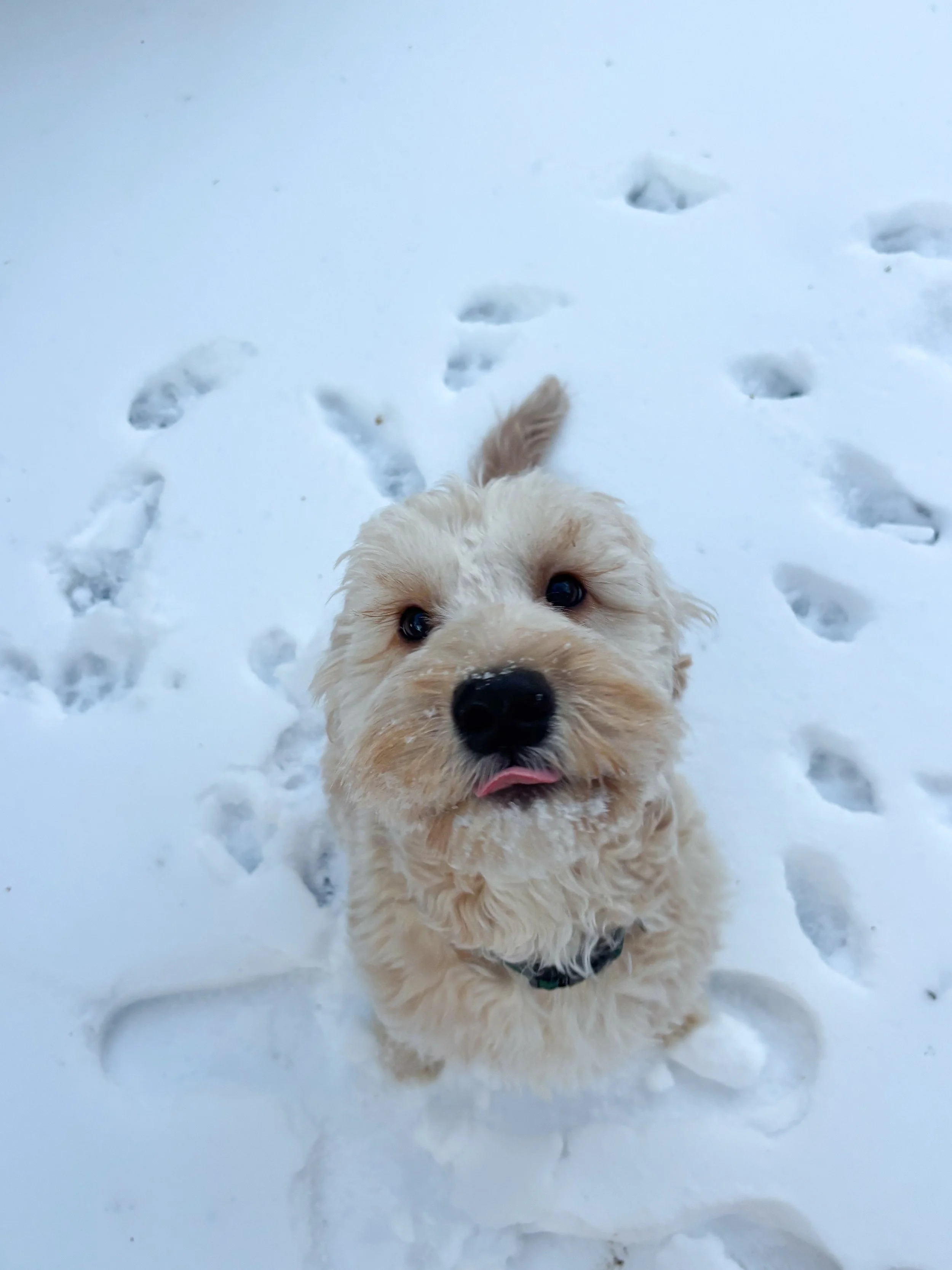 A fluffy light-colored dog looking up with a snow-covered background and paw prints in the snow.