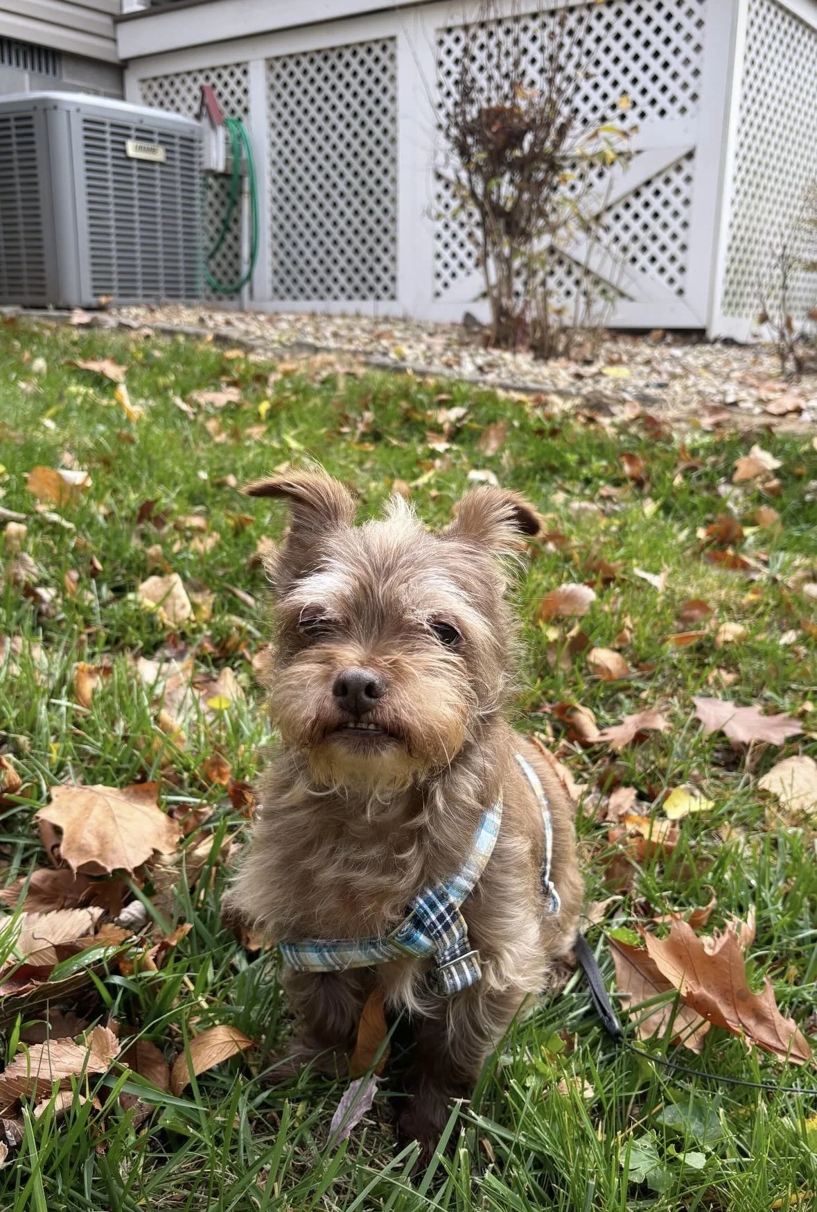 Small dog with brown and gray fur wearing a blue checkered harness, sitting on a grassy area with fallen leaves, in front of a white lattice fence and an air conditioning unit.
