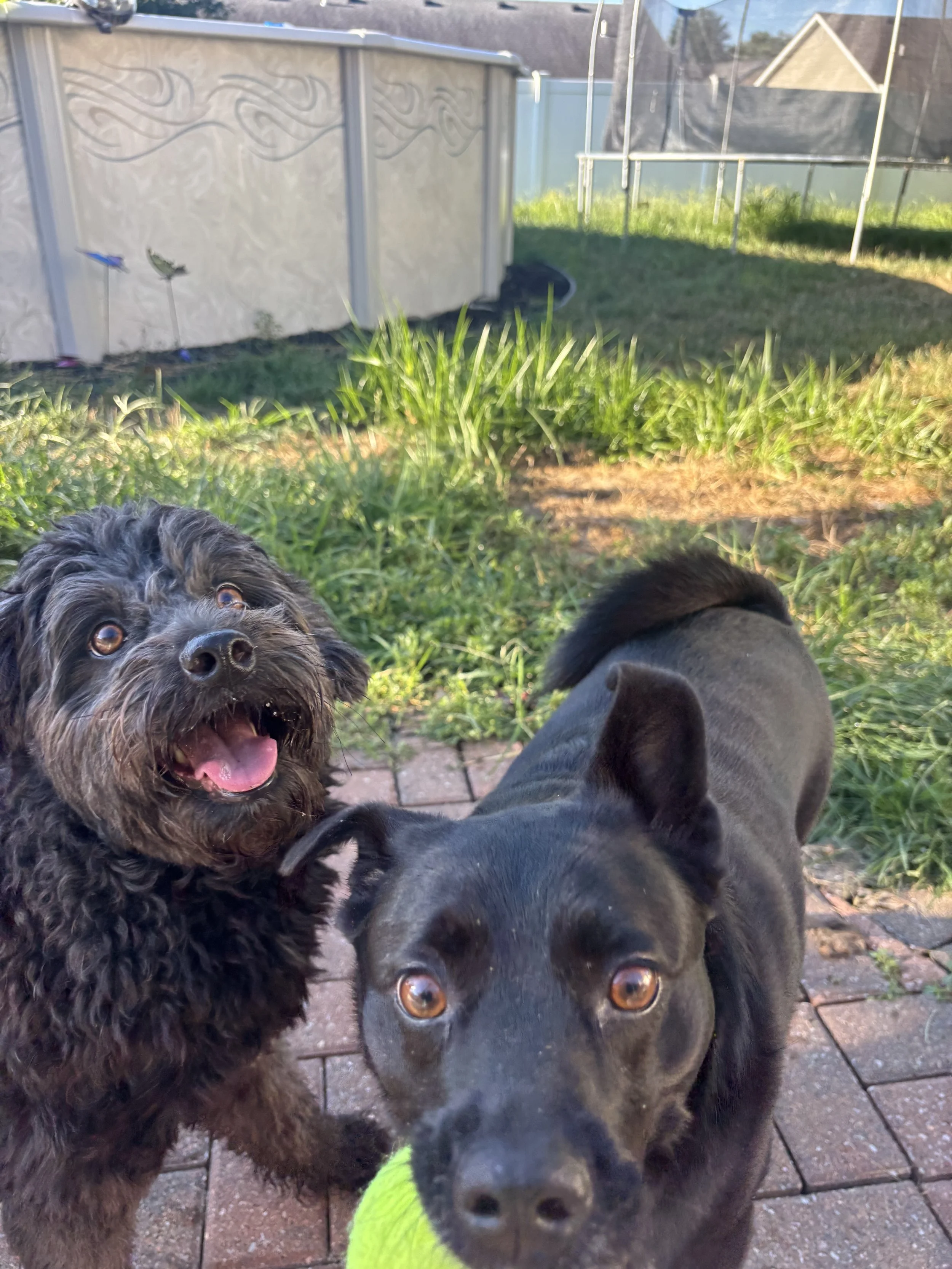 Two dogs, one with curly black fur and open mouth, the other with short black fur holding a green tennis ball in its mouth, standing on a brick patio in a backyard with grass, plants, a pool, and a trampoline in the background.