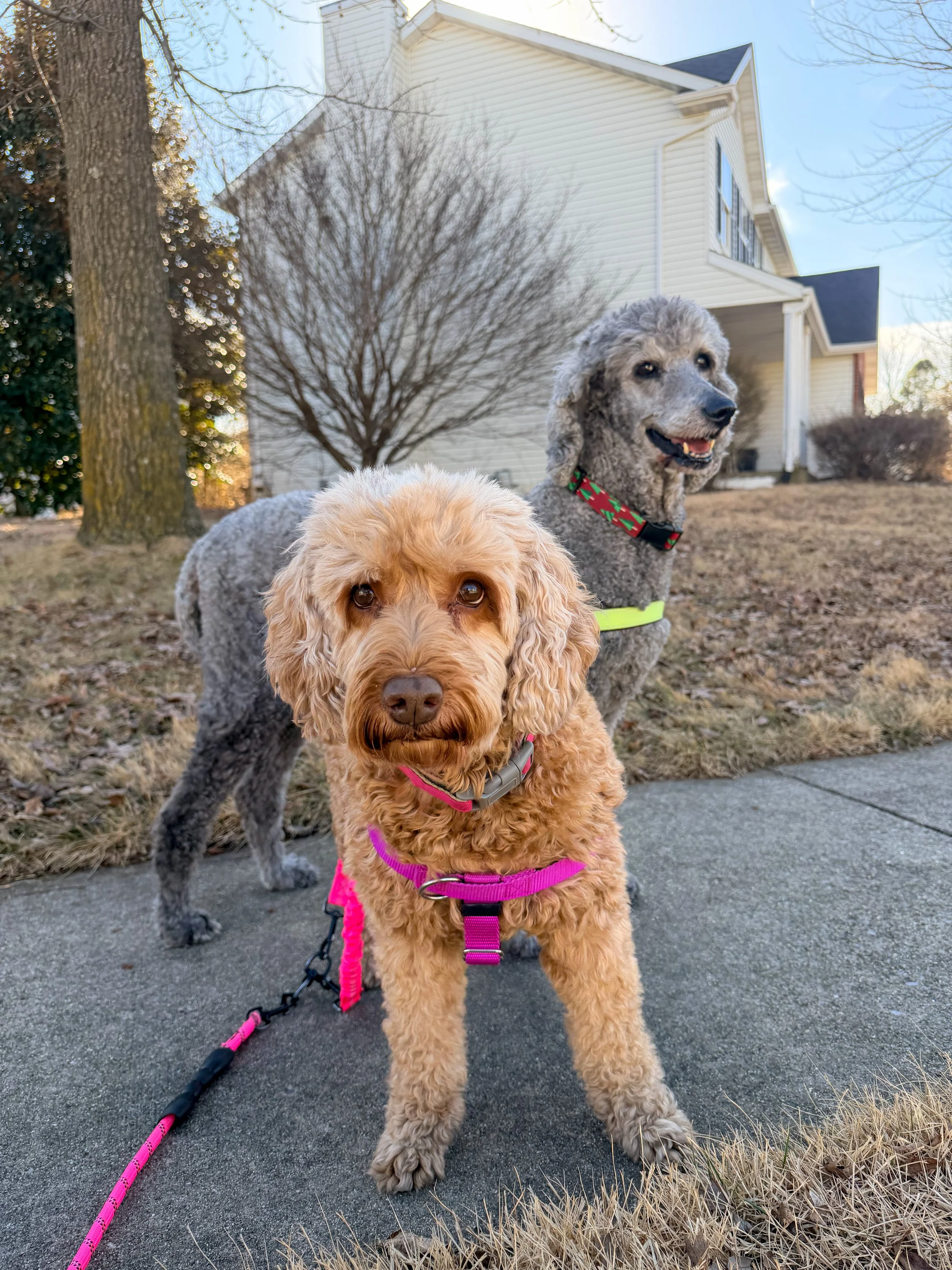 Two dogs, one curly-haired light brown dog and one gray poodle, standing on a concrete sidewalk in front of a house with leafless trees, under a blue sky.