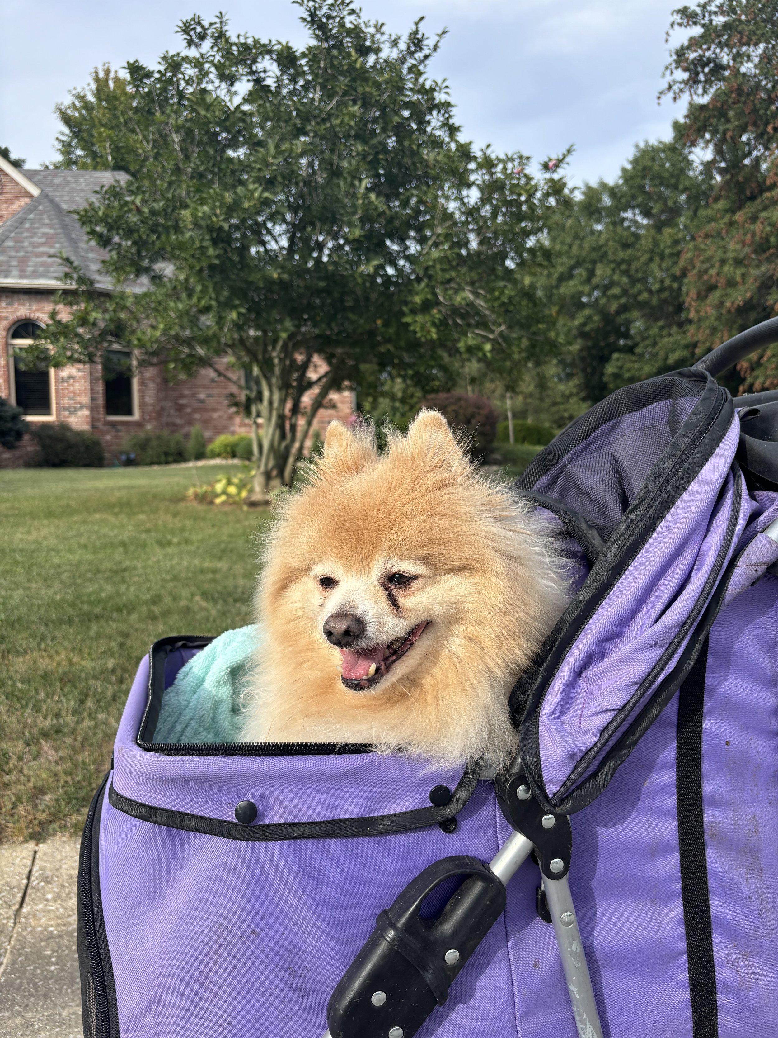 A small fluffy dog, possibly a Pomeranian, sitting in a purple pet stroller outdoors on a sunny day, with green trees and a brick house in the background.