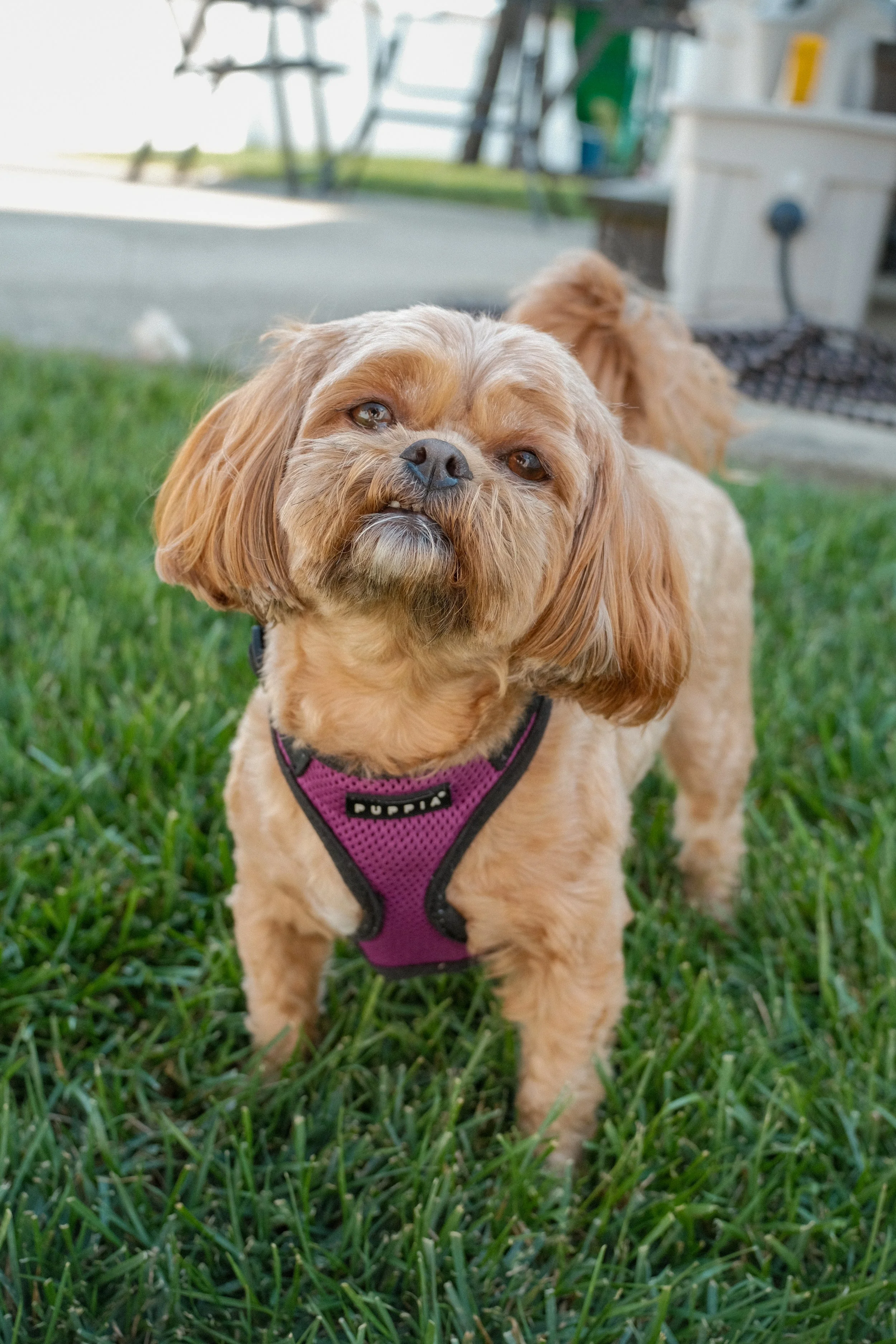 Close-up of a small tan dog with floppy ears, wearing a purple harness, standing on green grass in a backyard.