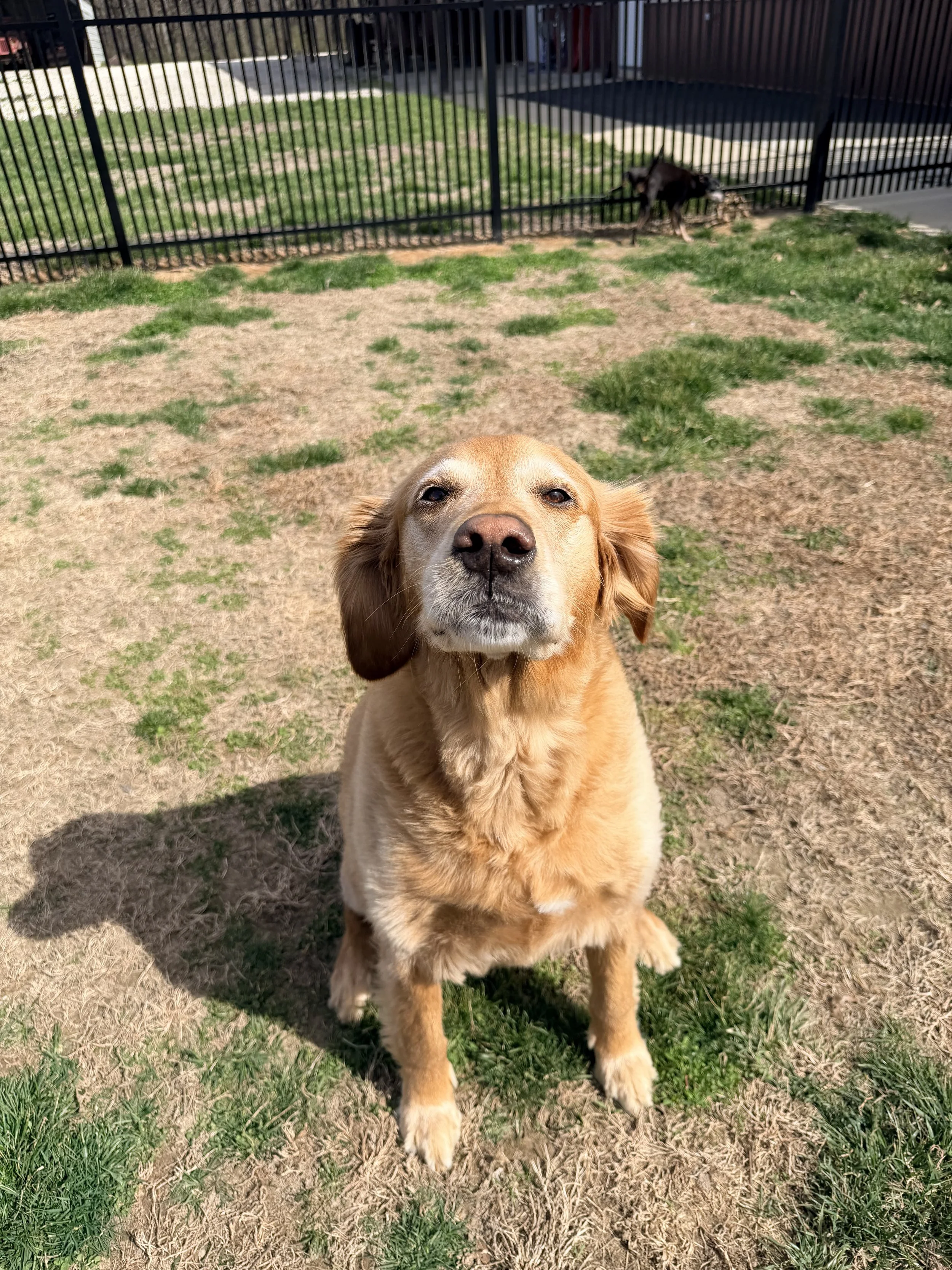 A golden retriever dog sitting in a fenced outdoor area with patchy grass, facing the camera with a relaxed expression, and another dog lying down near the fence in the background.