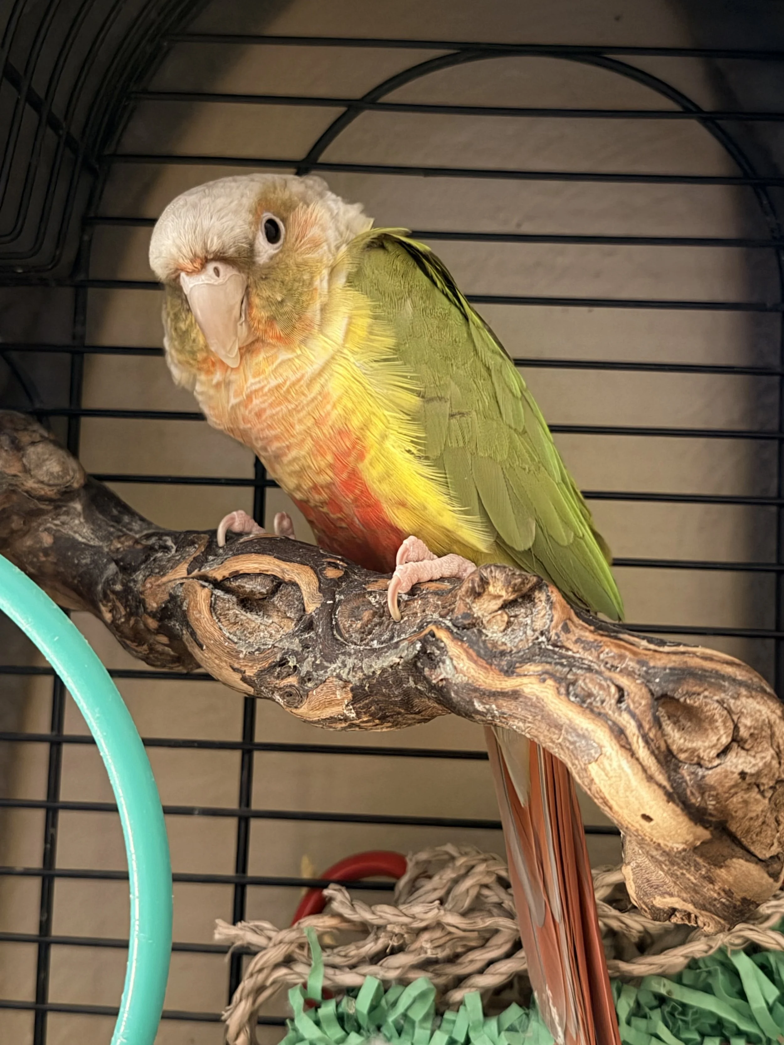 A colorful pet bird perched on a wooden branch inside a cage.