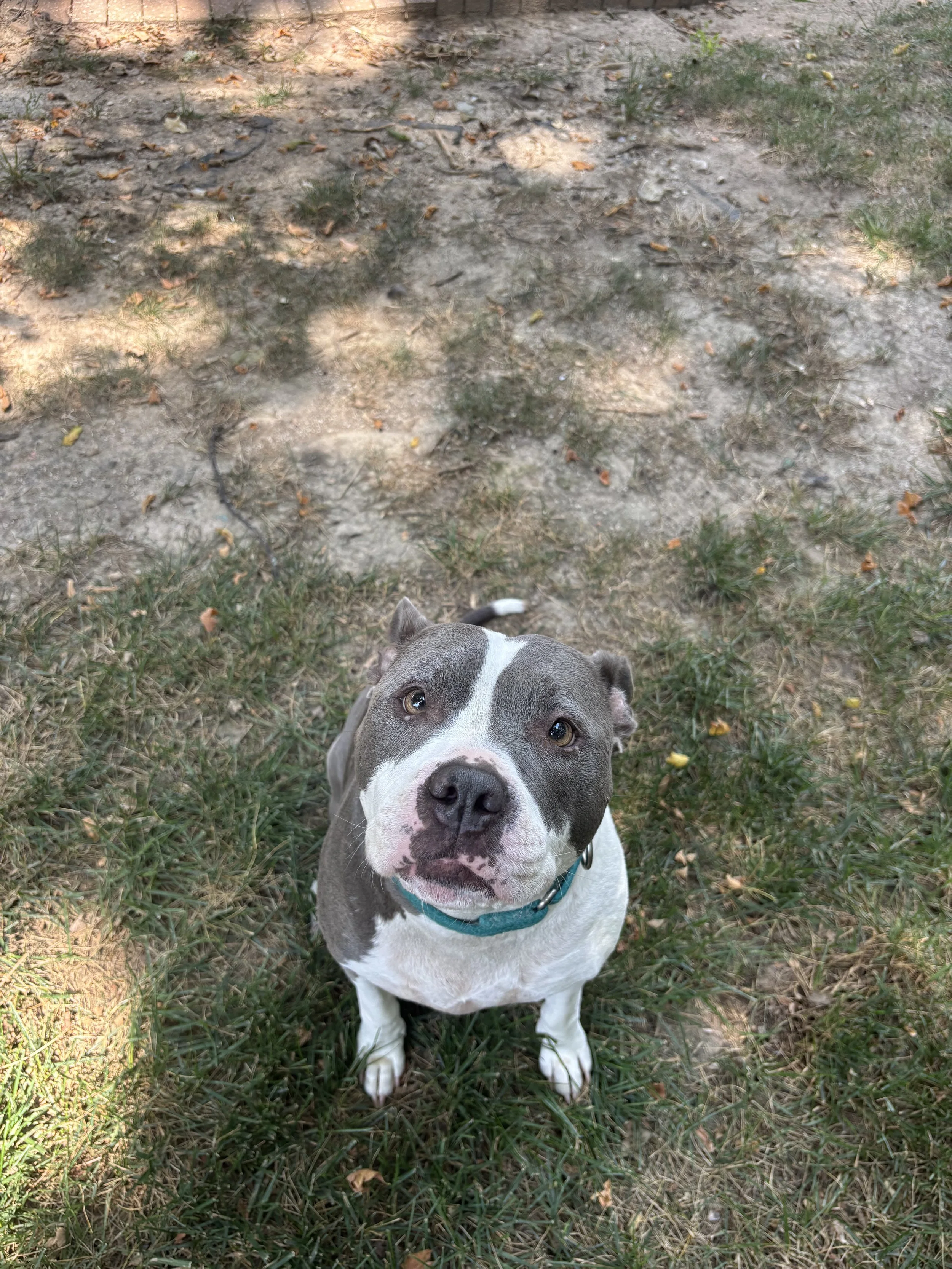 A gray and white Pitbull dog with a turquoise collar sitting on grass and looking up at the camera.
