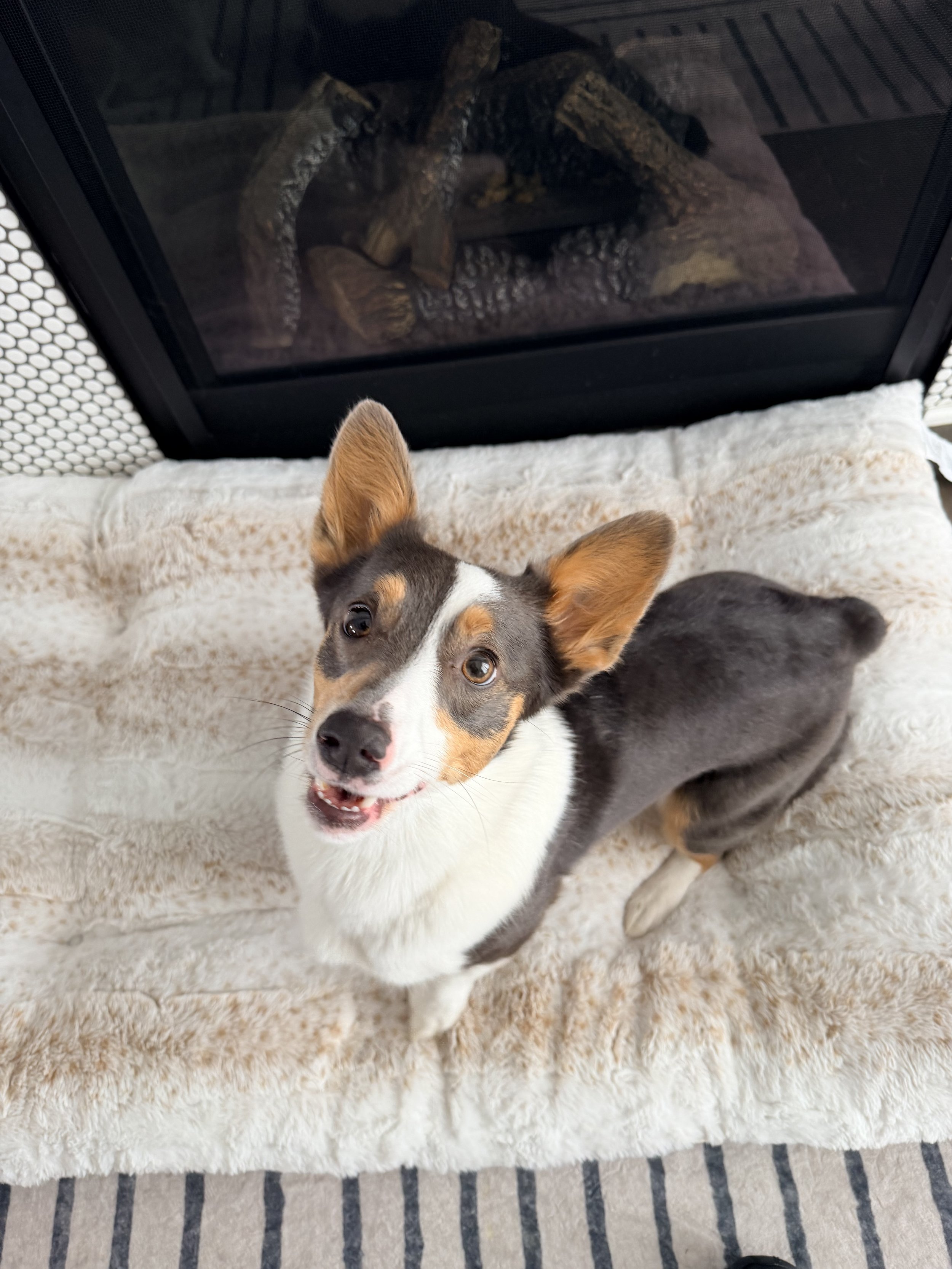 A young dog with large ears, a tri-color coat of black, white, and tan, sitting on a soft, cream-colored blanket in front of a fireplace with logs.
