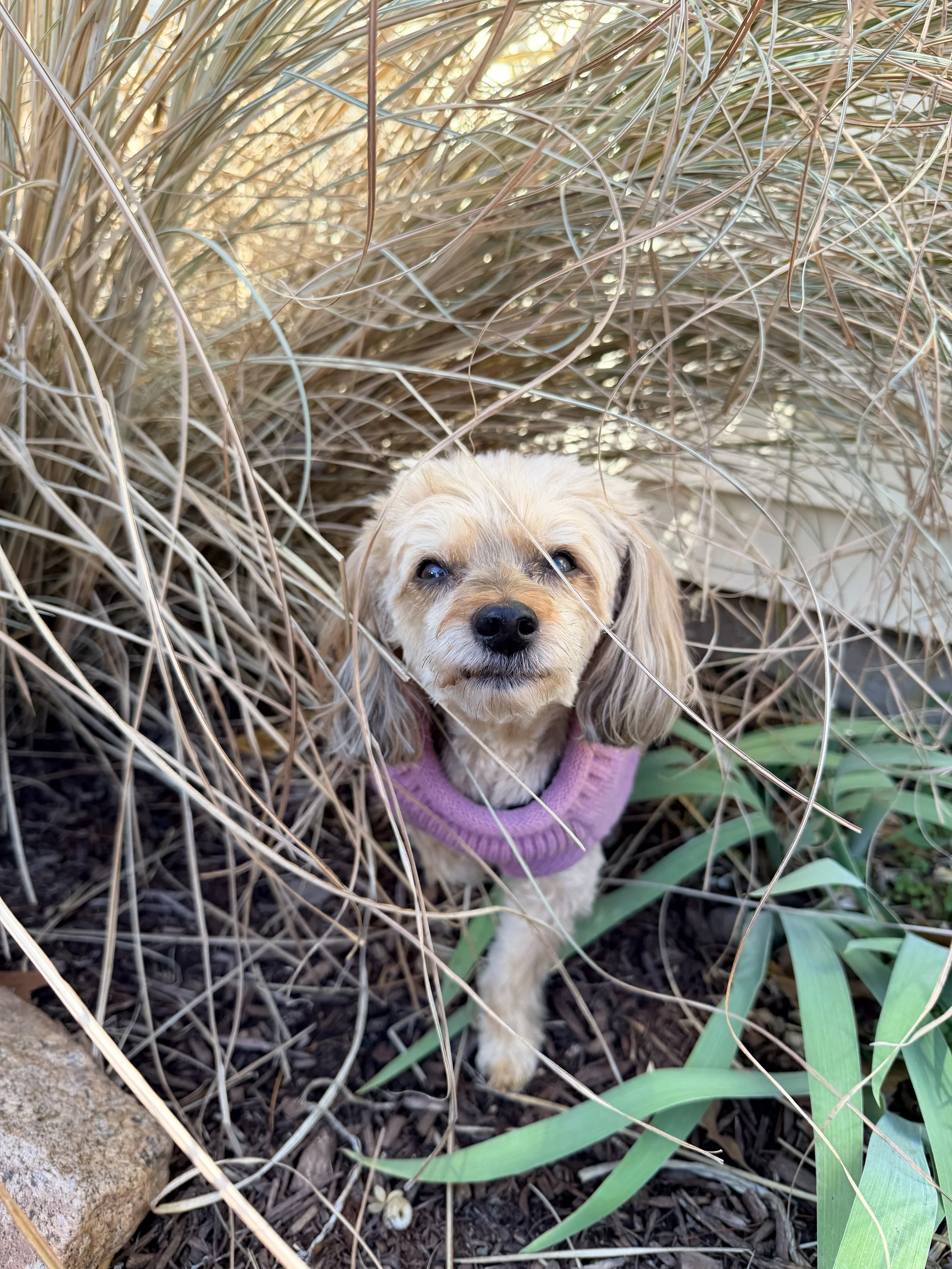 A small dog with light brown fur and floppy ears wearing a purple sweater, peeking out from tall, dry grass and green plants.