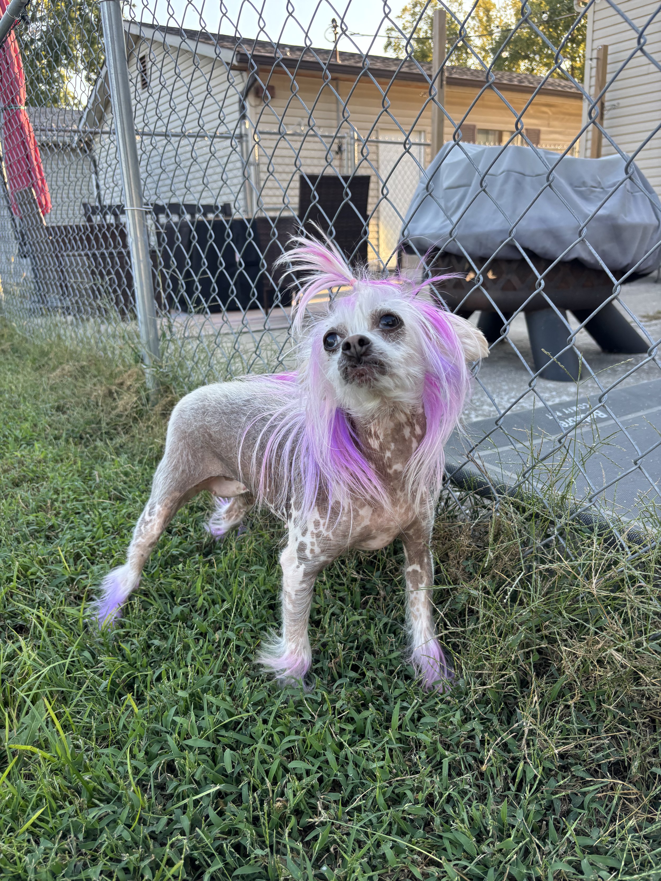 A small dog with short hair and pink, purple, and white dyed fur on its head, ears, tail, and paws standing on green grass near a chain-link fence in a backyard.