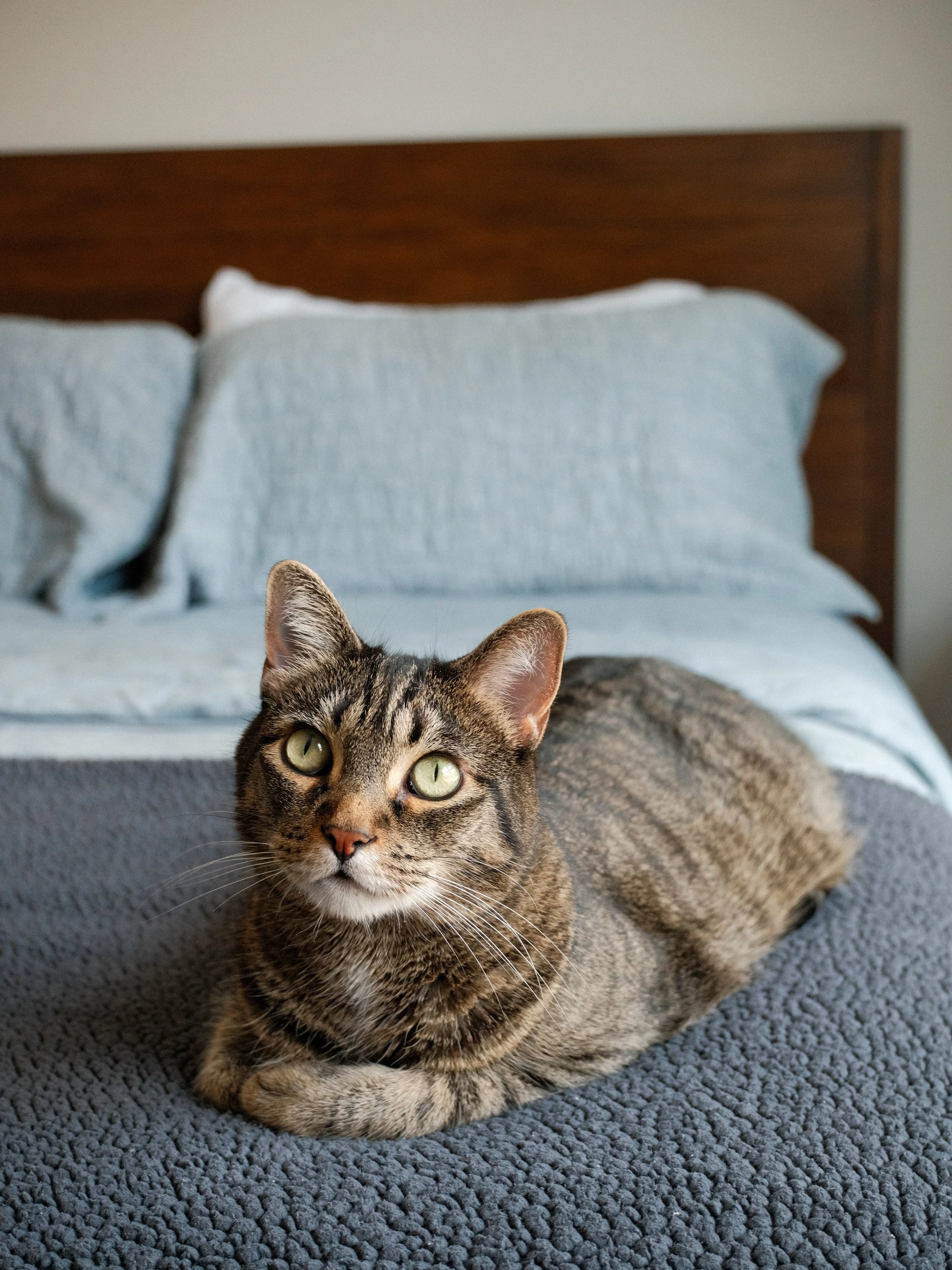 A tabby cat with green eyes lying on a quilted gray bedspread in front of pillows and a wooden headboard.