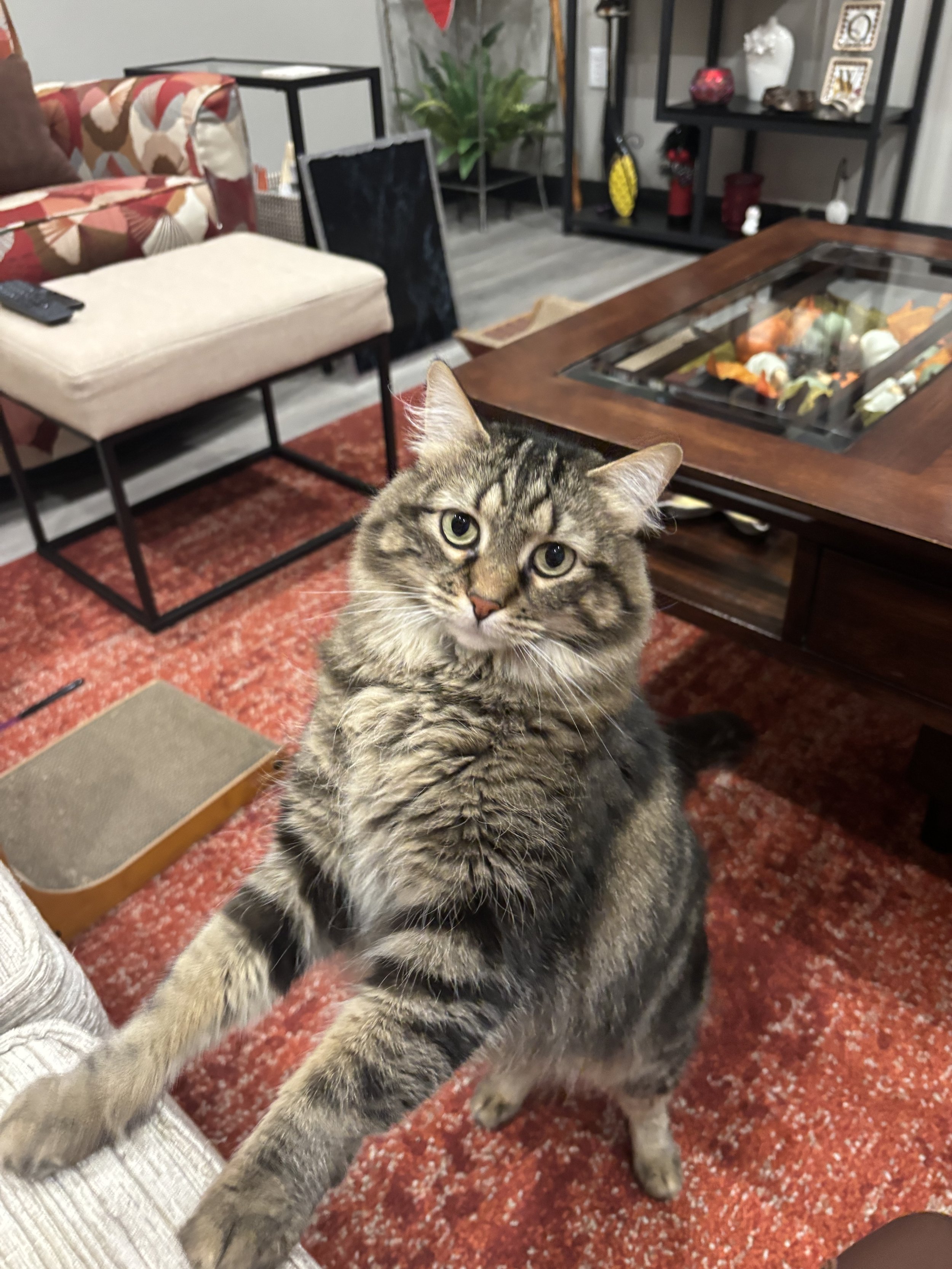 A tabby cat with green eyes reaching out with its paw in a living room with furniture and decorations.