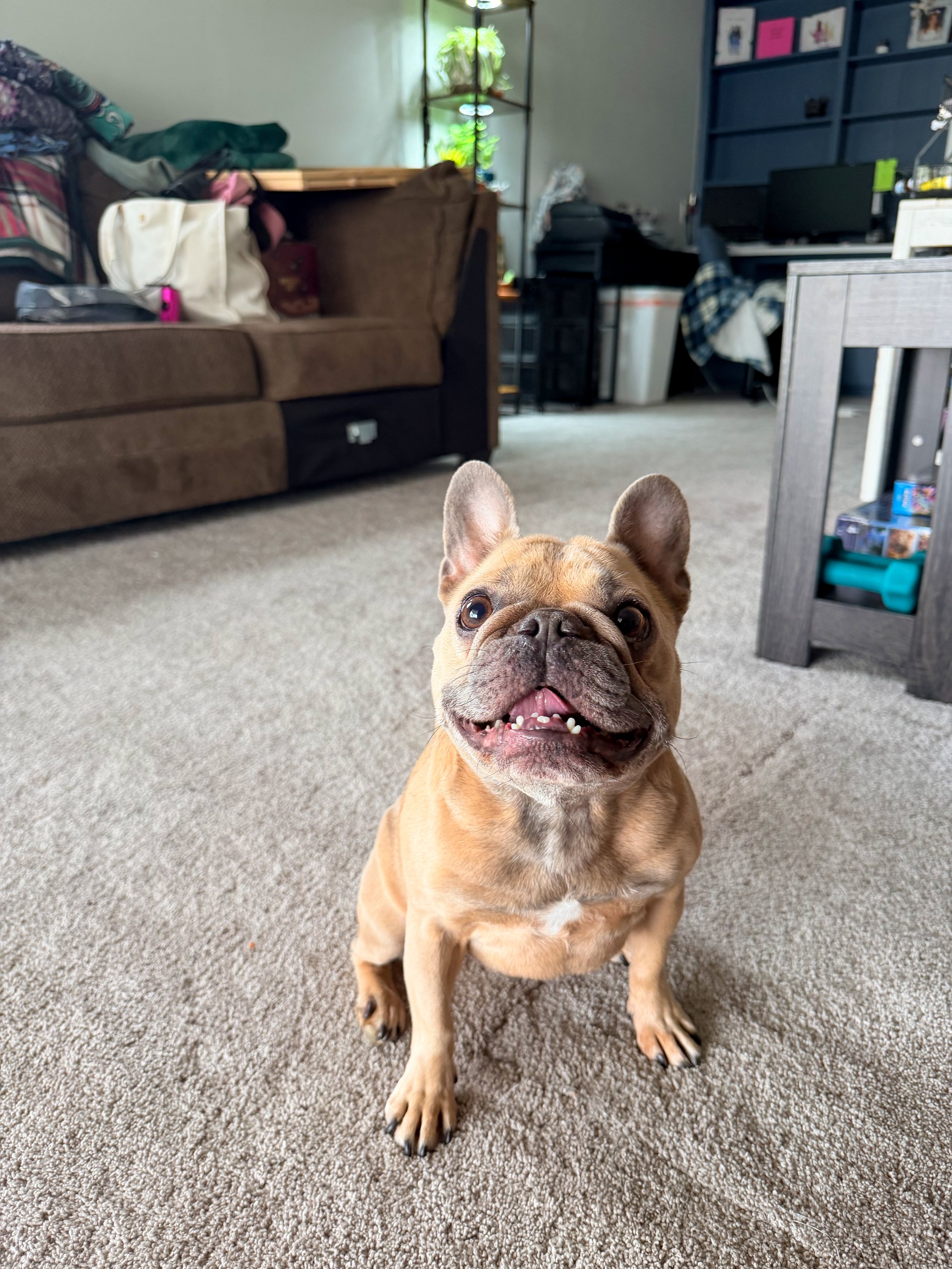 A smiling French bulldog sitting on a beige carpet in a living room with a brown couch, a shelving unit with plants, and a desk in the background.