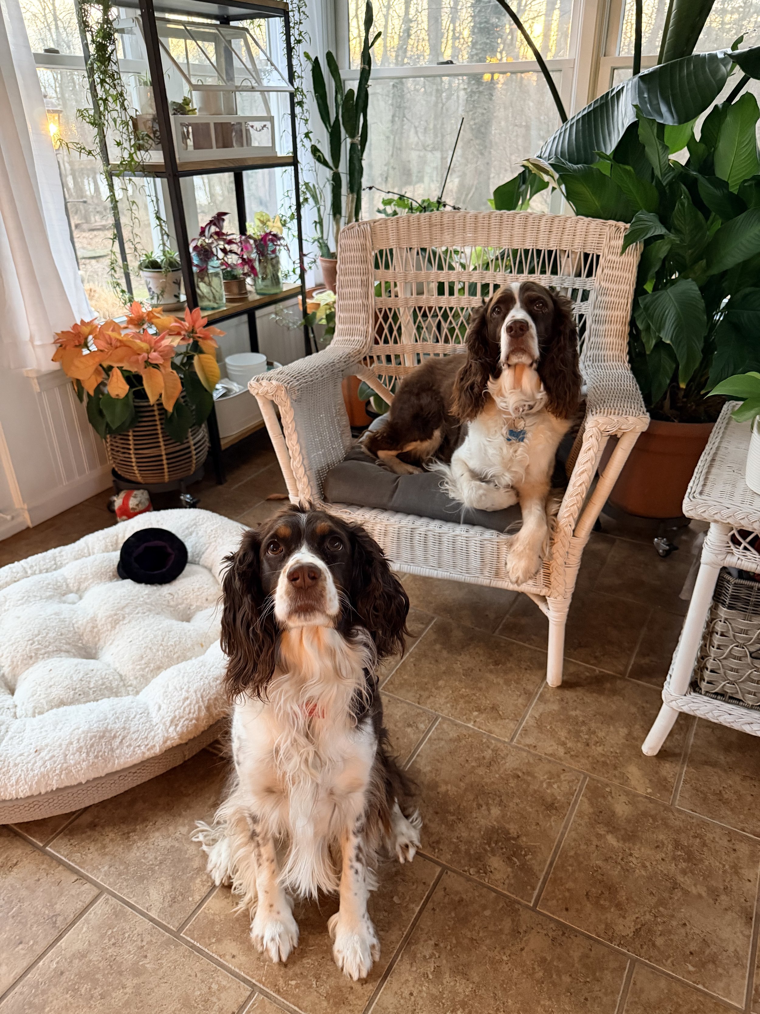 Two dogs, a black and white English Springer Spaniel, inside a cozy sunroom with sunlight streaming through large windows, plants, a wicker chair with a puppy on it, and a plush dog bed on the tiled floor.