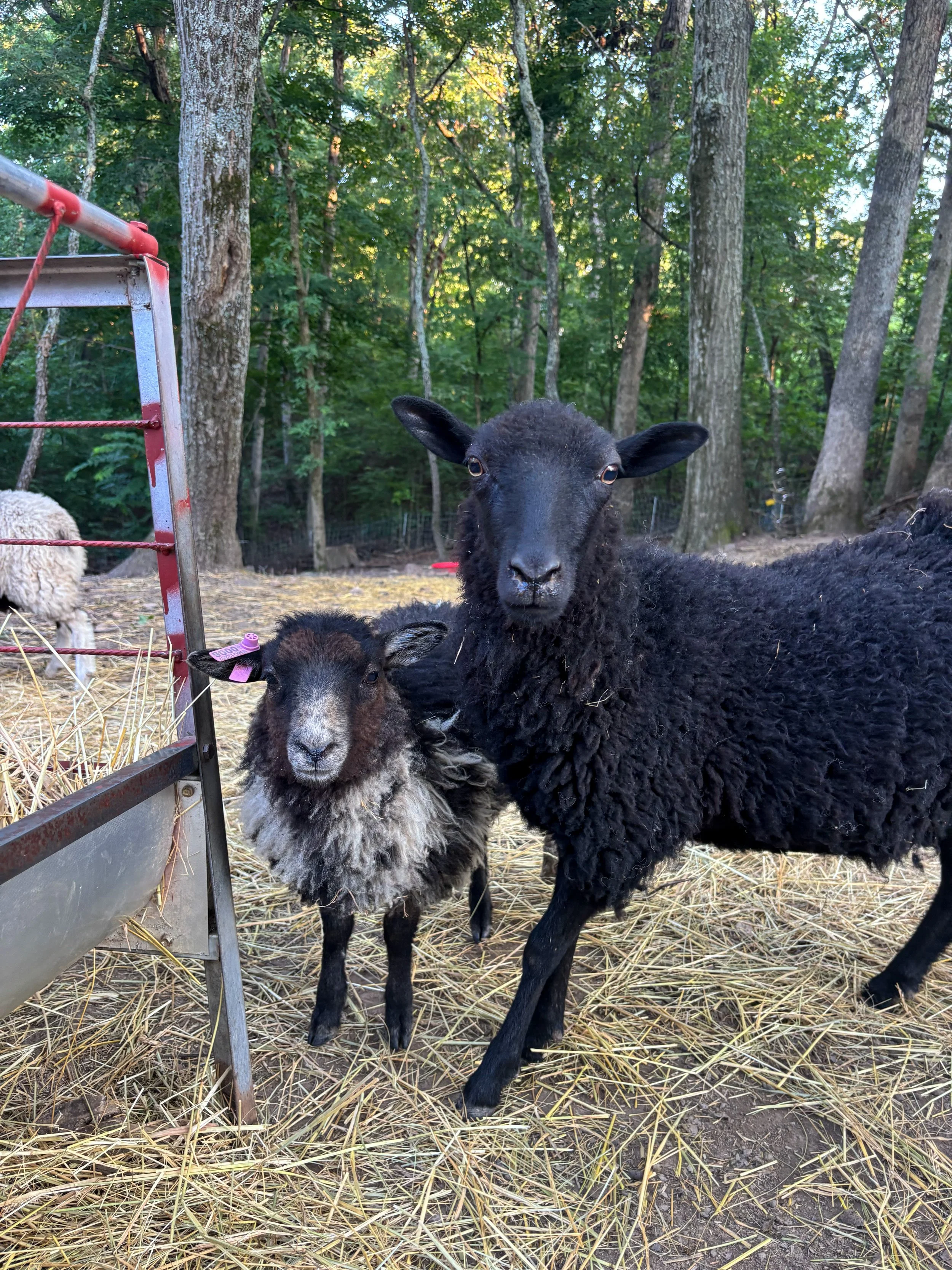 Two sheep, one black and one black with a white face, standing on hay in a wooded area