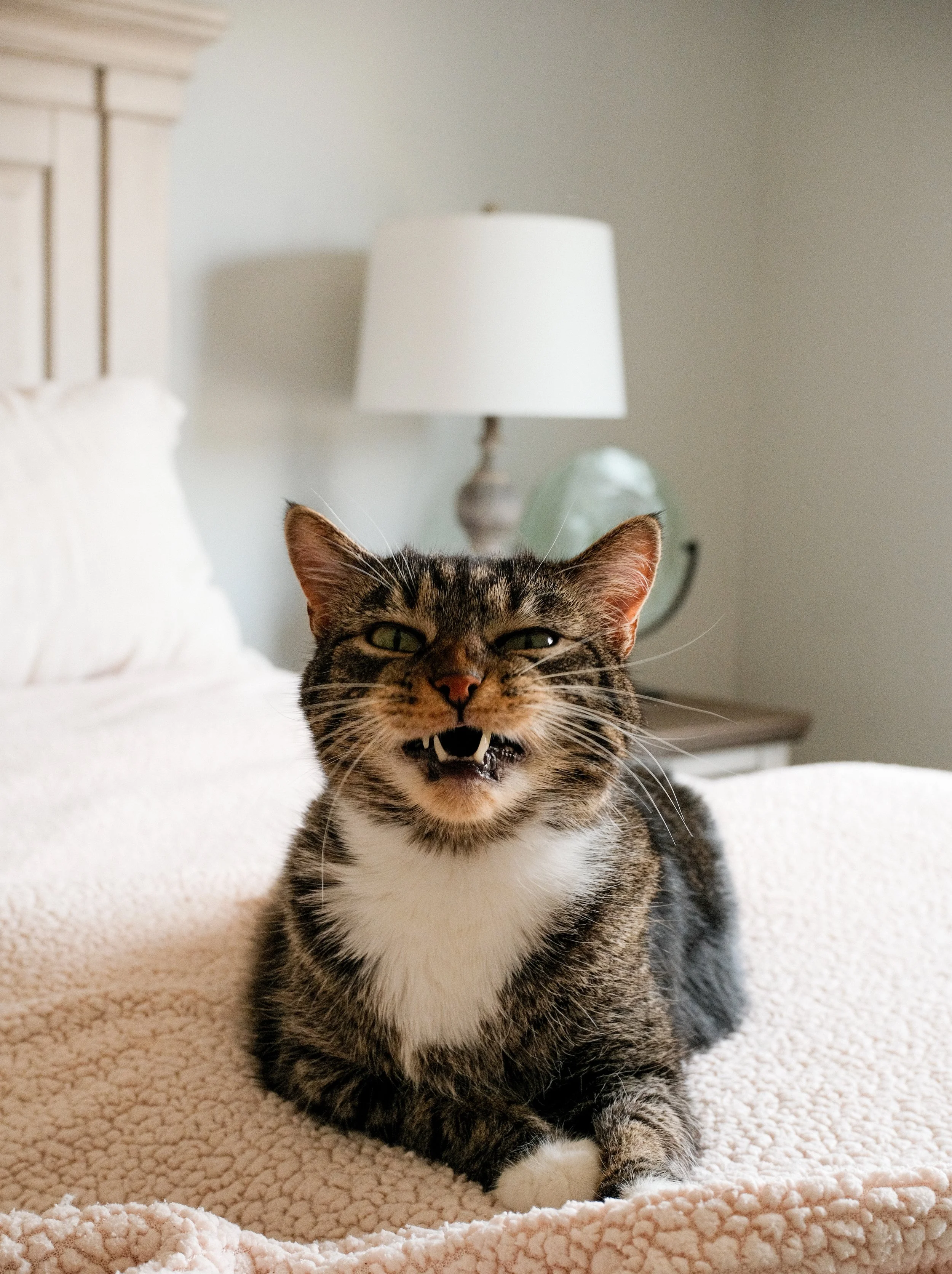 A cat sitting on a bed with a snarl, showing its teeth.