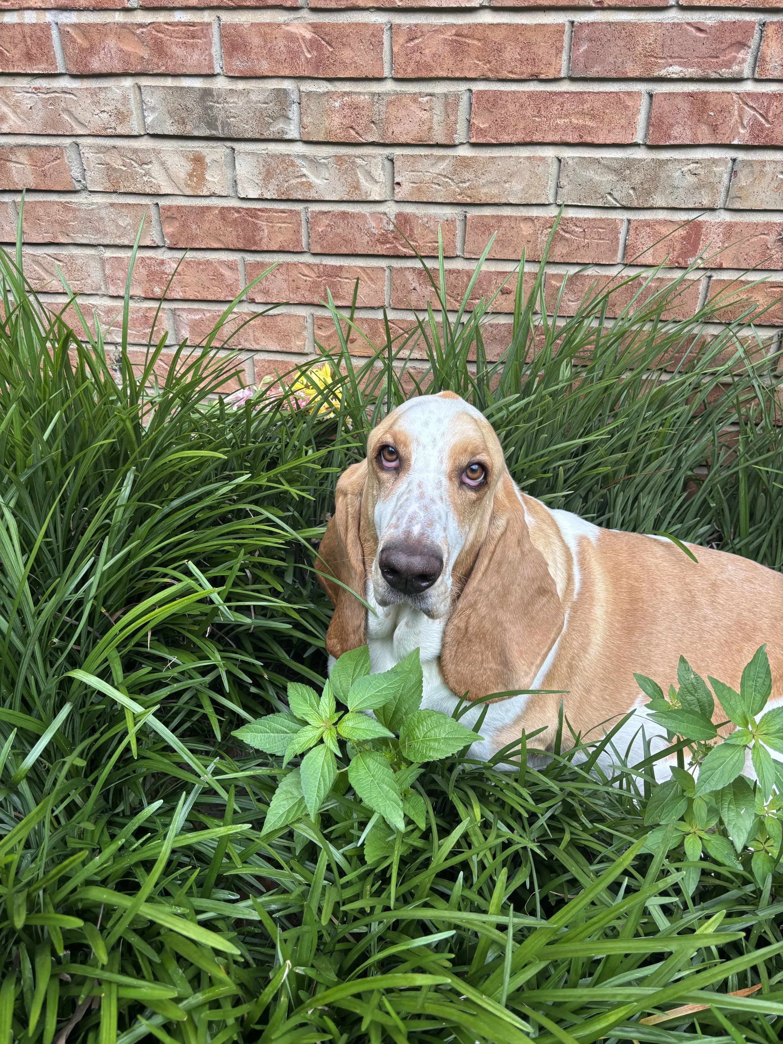 A dog with a white and brown coat resting among green plants and tall grass, with a brick wall in the background.