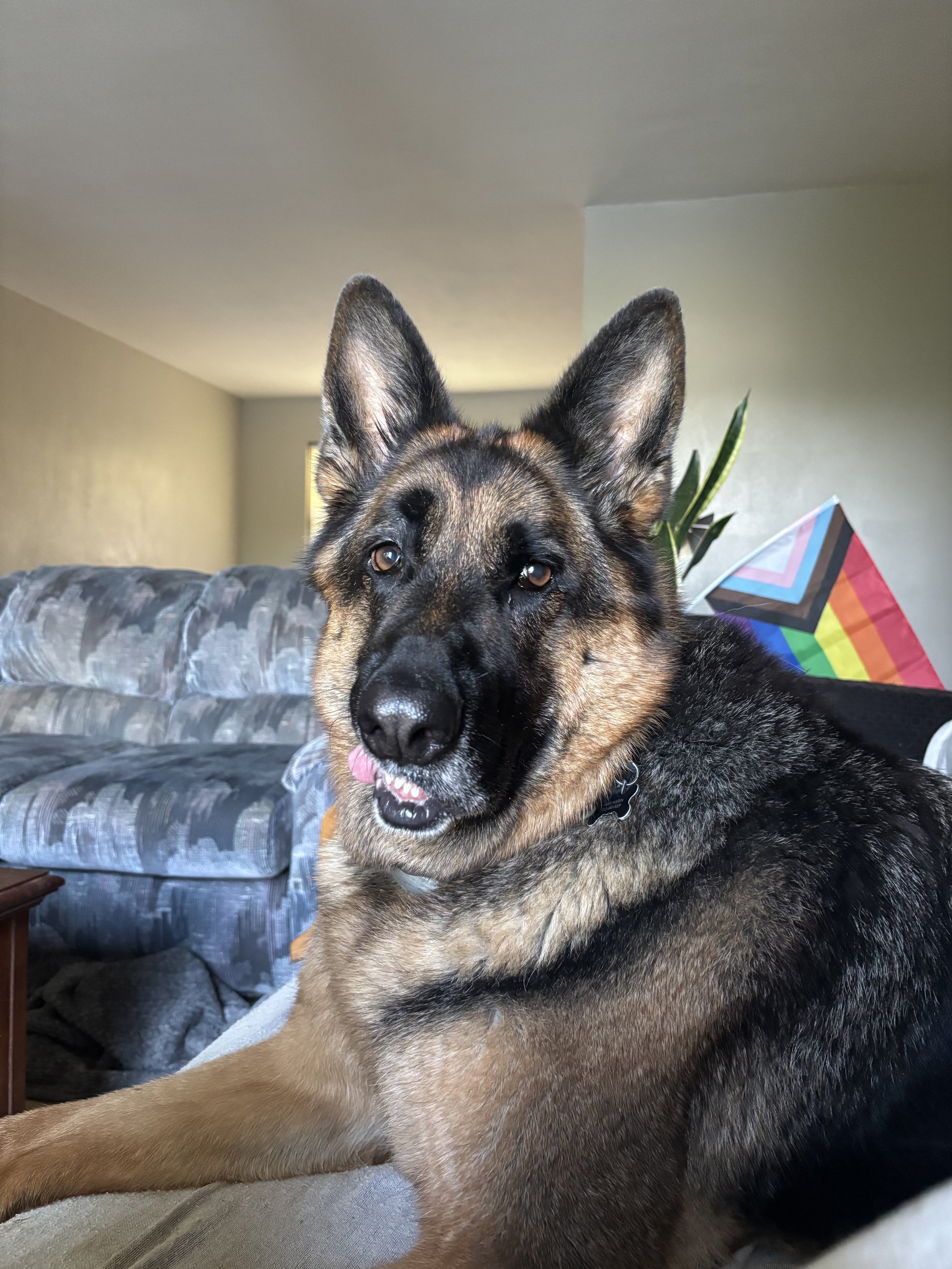 A German Shepherd laying on a couch inside a living room.