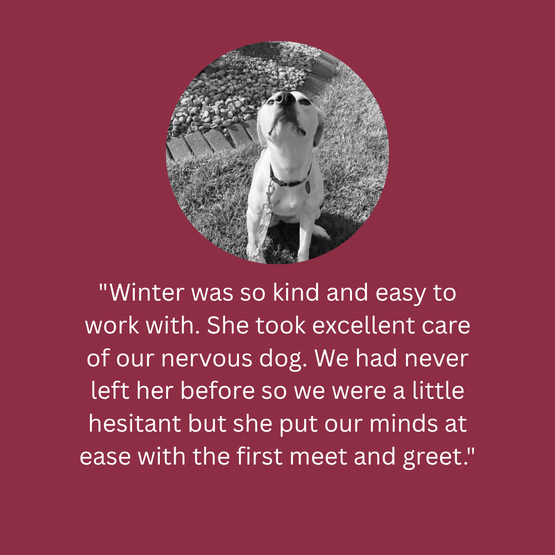 A dog sitting on the grass with its head tilted upward, captured in black and white, with a background of rocks and grass.